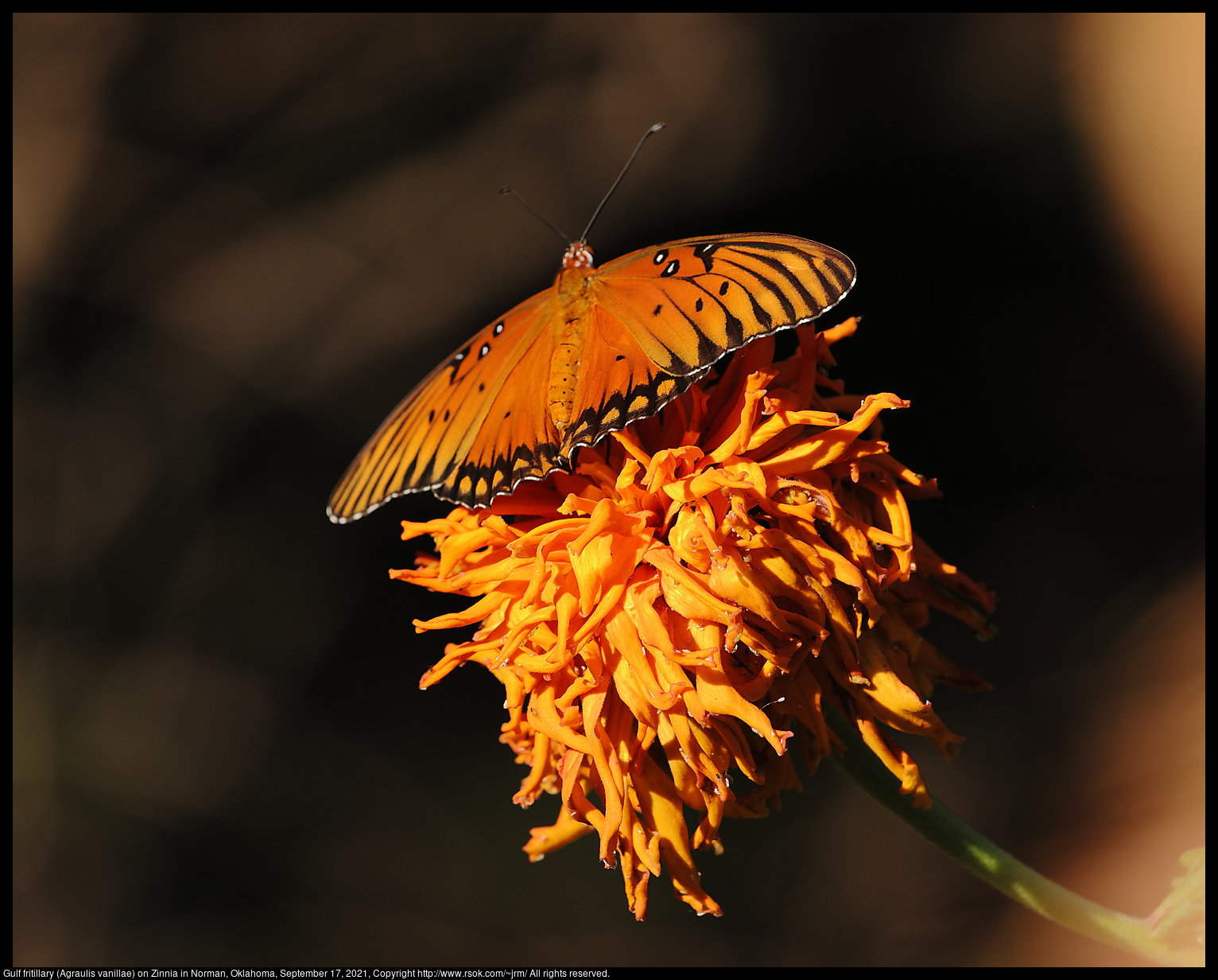 Gulf fritillary (Agraulis vanillae) on Zinnia in Norman, Oklahoma, September 17, 2021