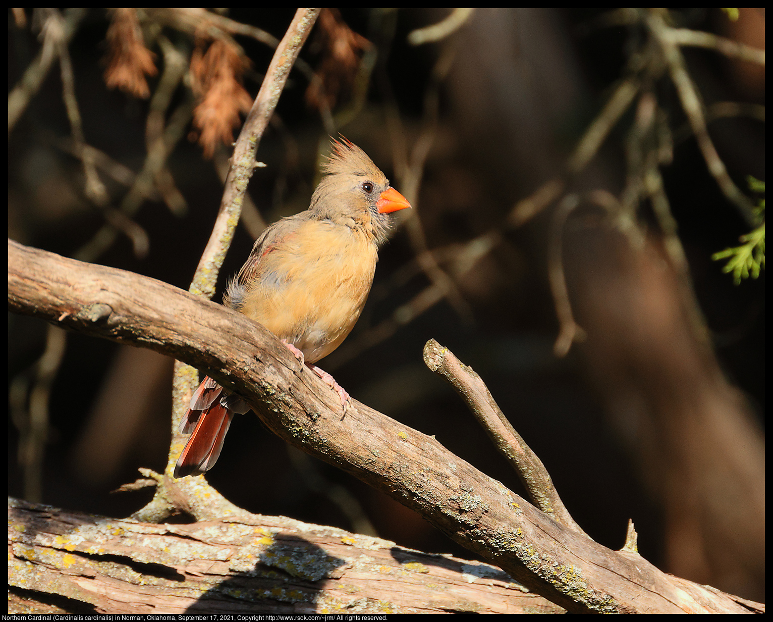 Northern Cardinal (Cardinalis cardinalis) in Norman, Oklahoma, September 17, 2021