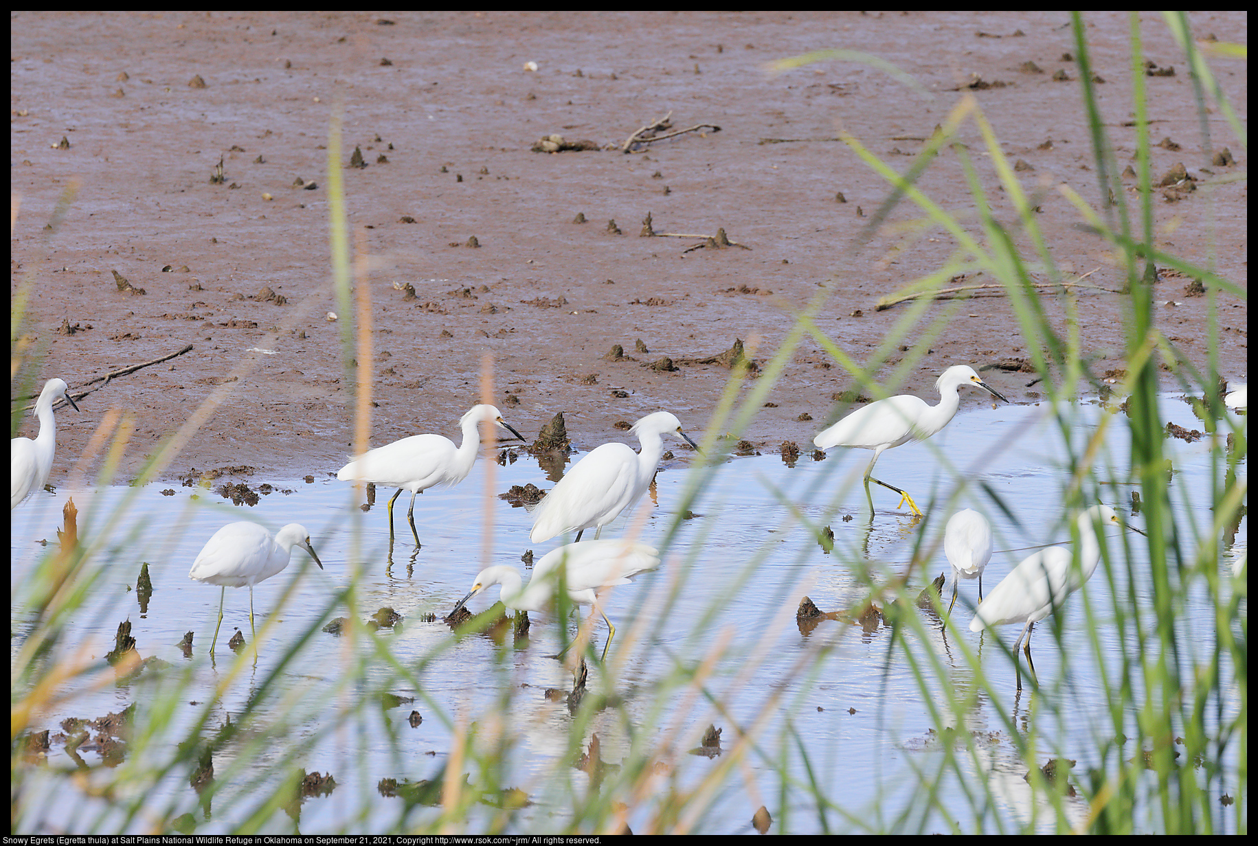 Snowy Egrets (Egretta thula) at Salt Plains National Wildlife Refuge in Oklahoma on September 21, 2021