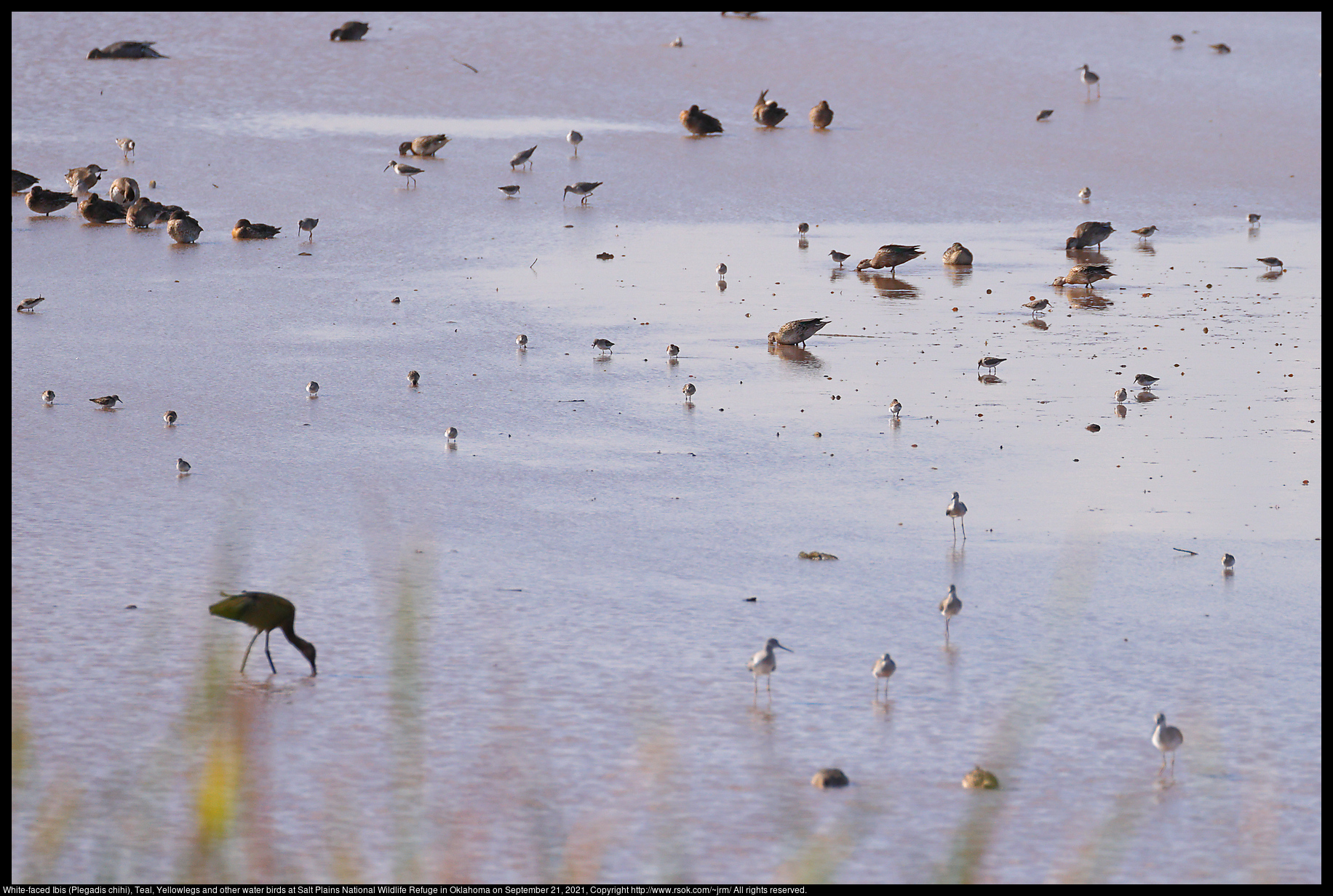 White-faced Ibis (Plegadis chihi), Teal, Yellowlegs and other water birds at Salt Plains National Wildlife Refuge in Oklahoma on September 21, 2021
