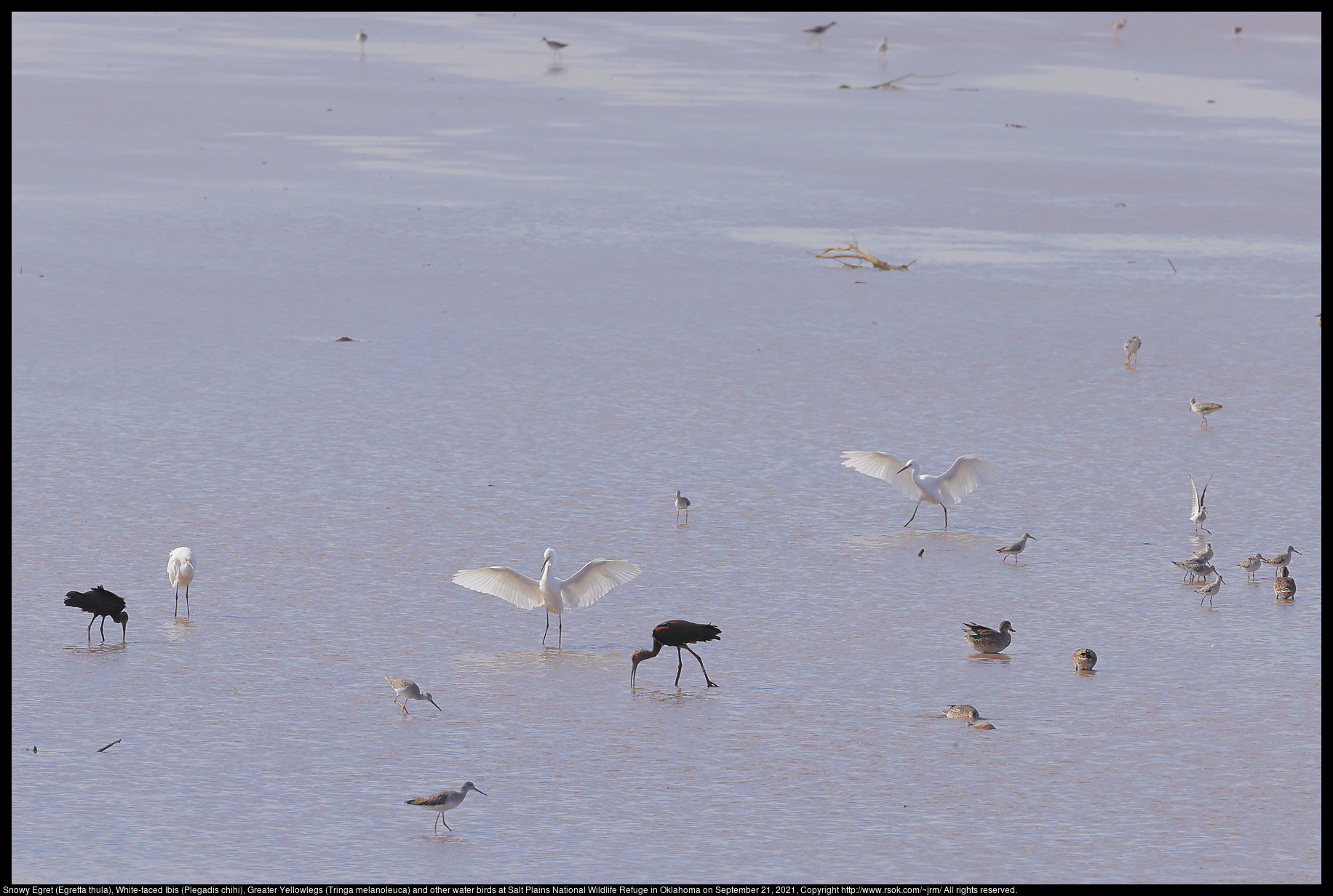 Snowy Egret (Egretta thula), White-faced Ibis (Plegadis chihi), Greater Yellowlegs (Tringa melanoleuca) and other water birds at Salt Plains National Wildlife Refuge in Oklahoma on September 21, 2021