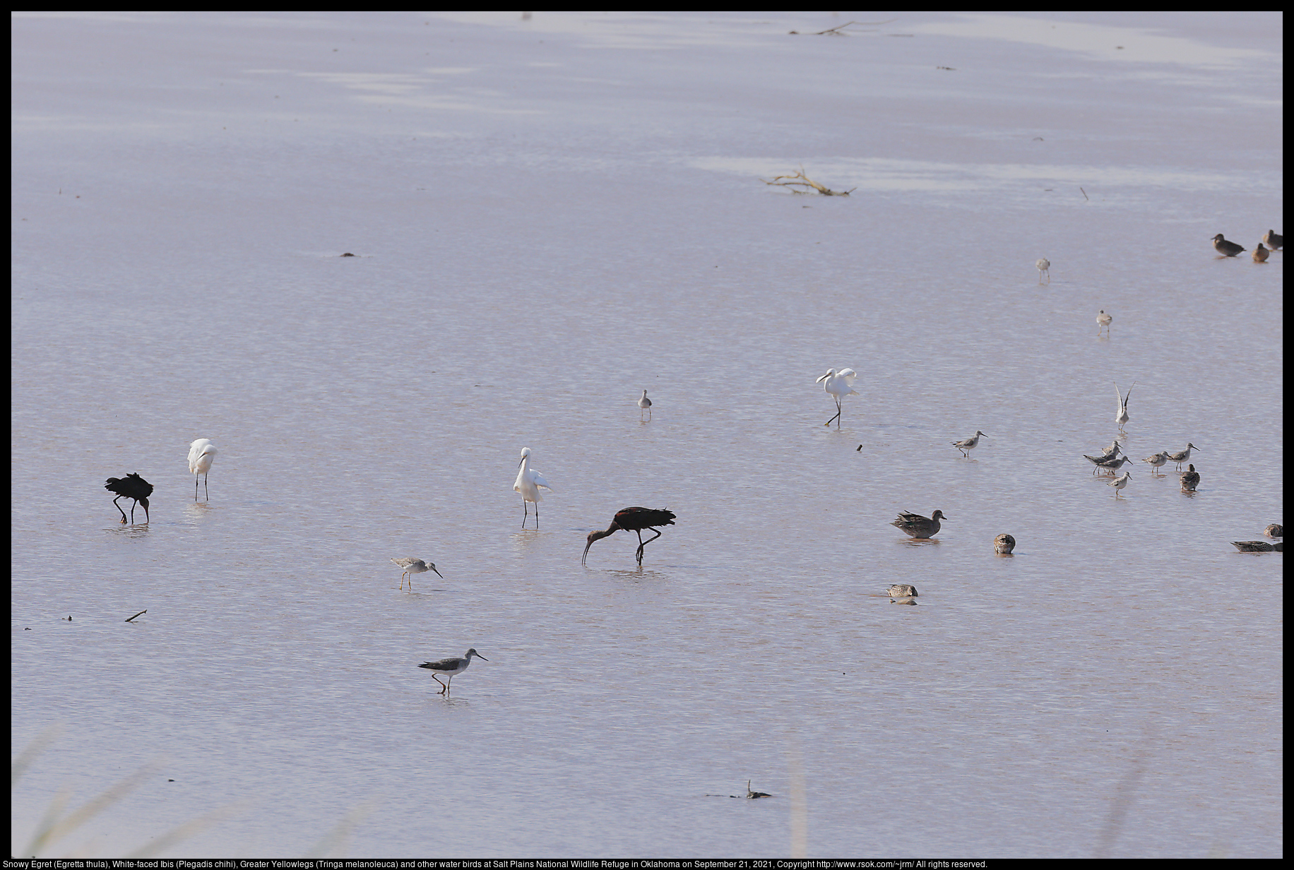 Snowy Egret (Egretta thula), White-faced Ibis (Plegadis chihi), Greater Yellowlegs (Tringa melanoleuca) and other water birds at Salt Plains National Wildlife Refuge in Oklahoma on September 21, 2021