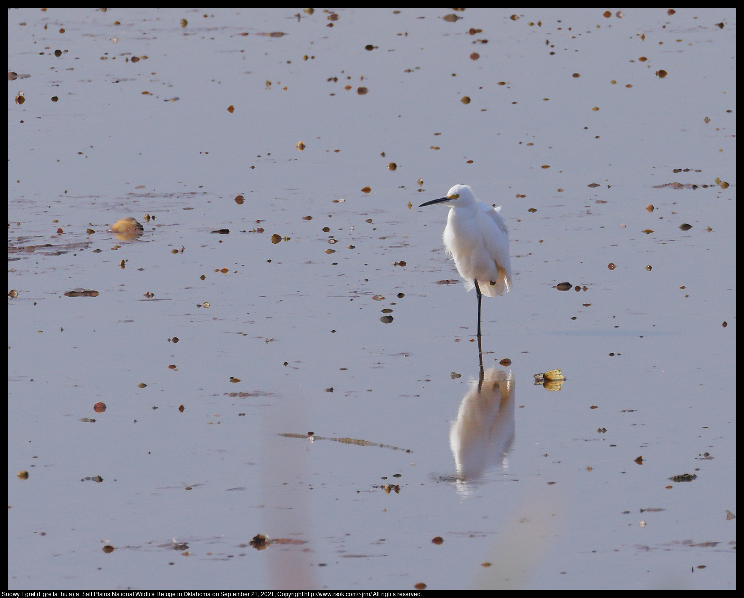 Snowy Egret (Egretta thula) at Salt Plains National Wildlife Refuge in Oklahoma on September 21, 2021