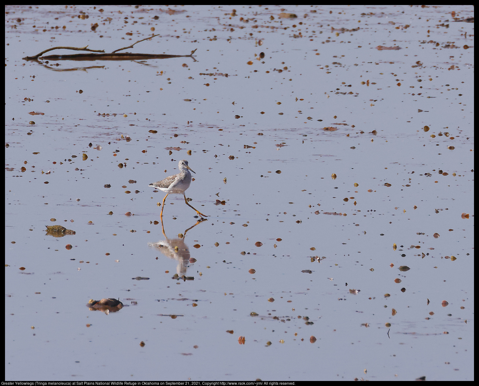 Greater Yellowlegs (Tringa melanoleuca) at Salt Plains National Wildlife Refuge in Oklahoma on September 21, 2021