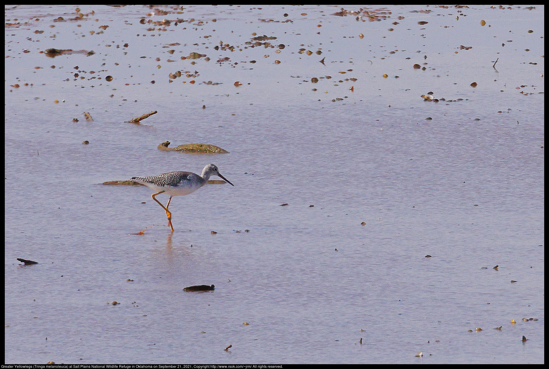 Greater Yellowlegs (Tringa melanoleuca) at Salt Plains National Wildlife Refuge in Oklahoma on September 21, 2021