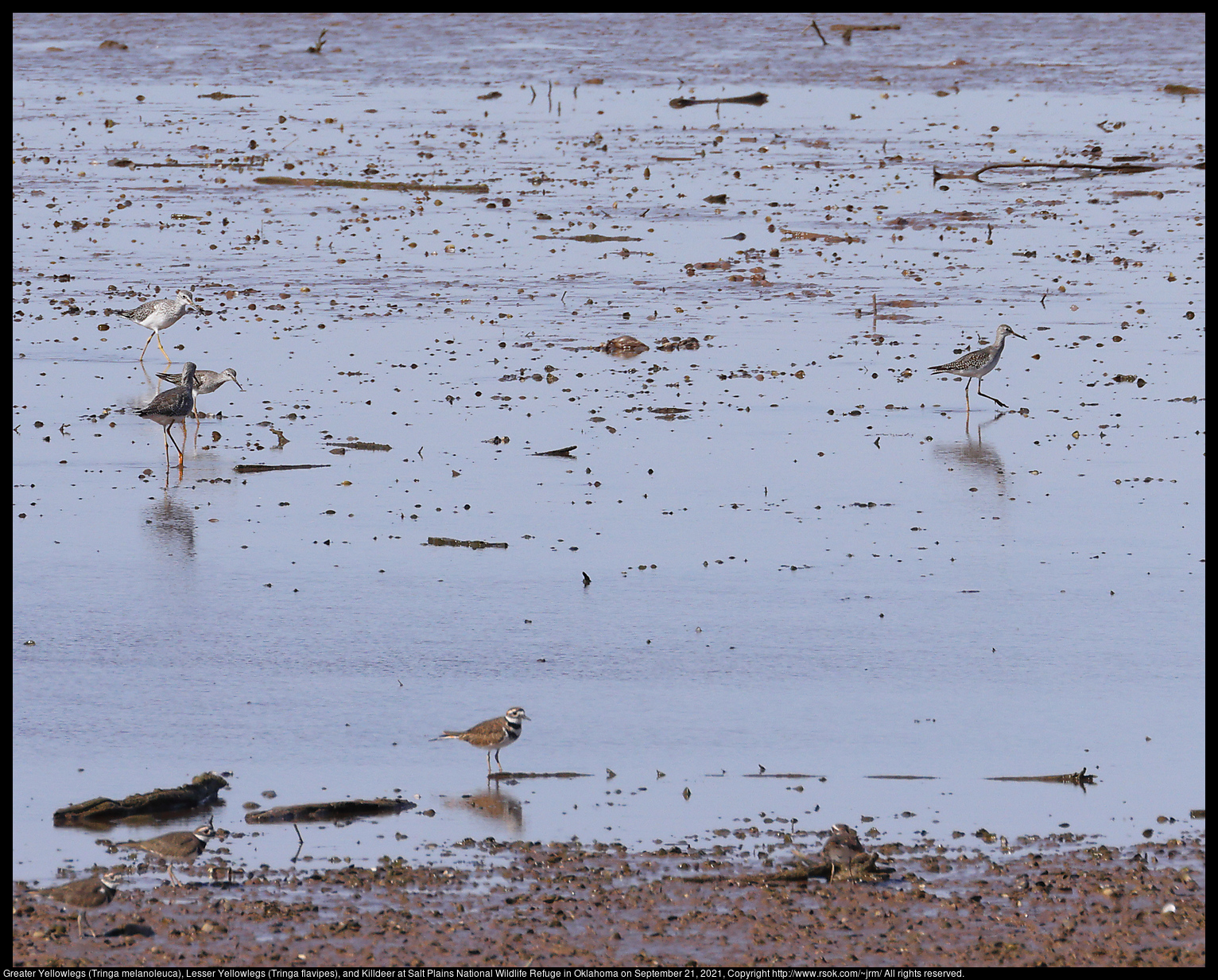 Greater Yellowlegs (Tringa melanoleuca), Lesser Yellowlegs (Tringa flavipes), and Killdeer at Salt Plains National Wildlife Refuge in Oklahoma on September 21, 2021