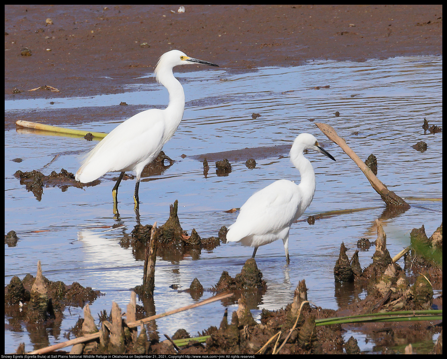 Snowy Egrets (Egretta thula) at Salt Plains National Wildlife Refuge in Oklahoma on September 21, 2021