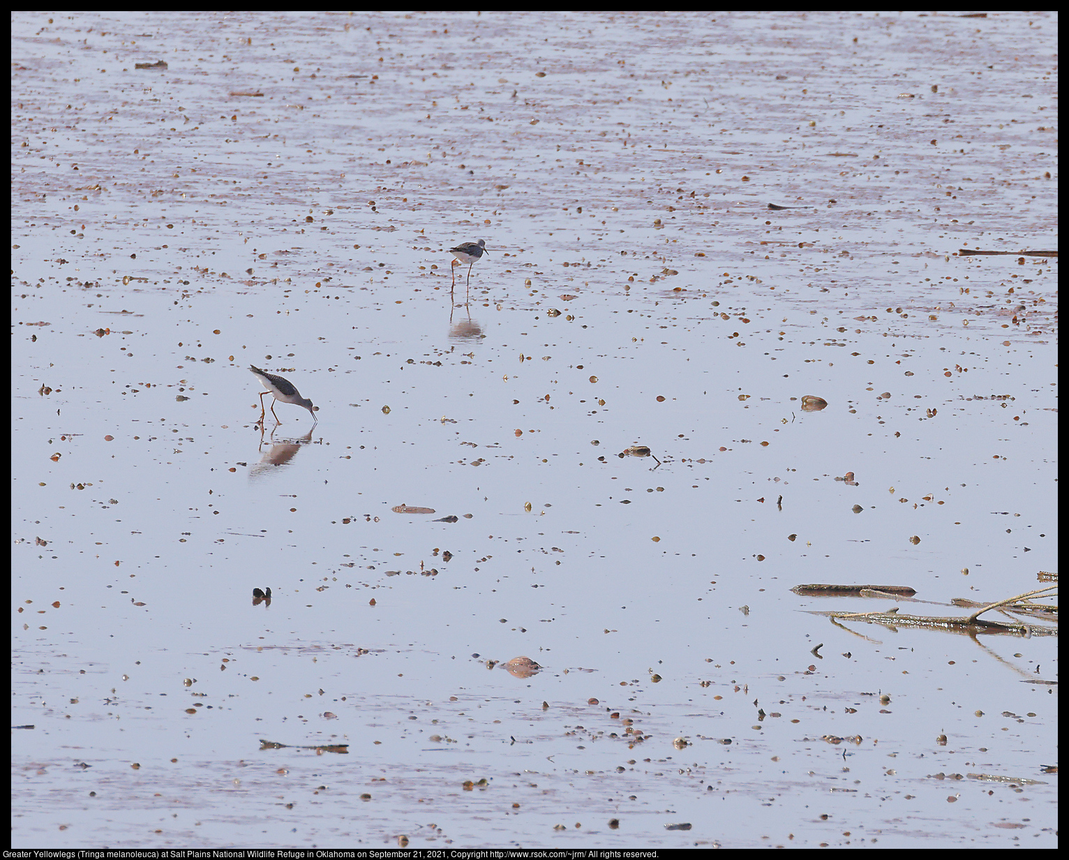 Greater Yellowlegs (Tringa melanoleuca) at Salt Plains National Wildlife Refuge in Oklahoma on September 21, 2021