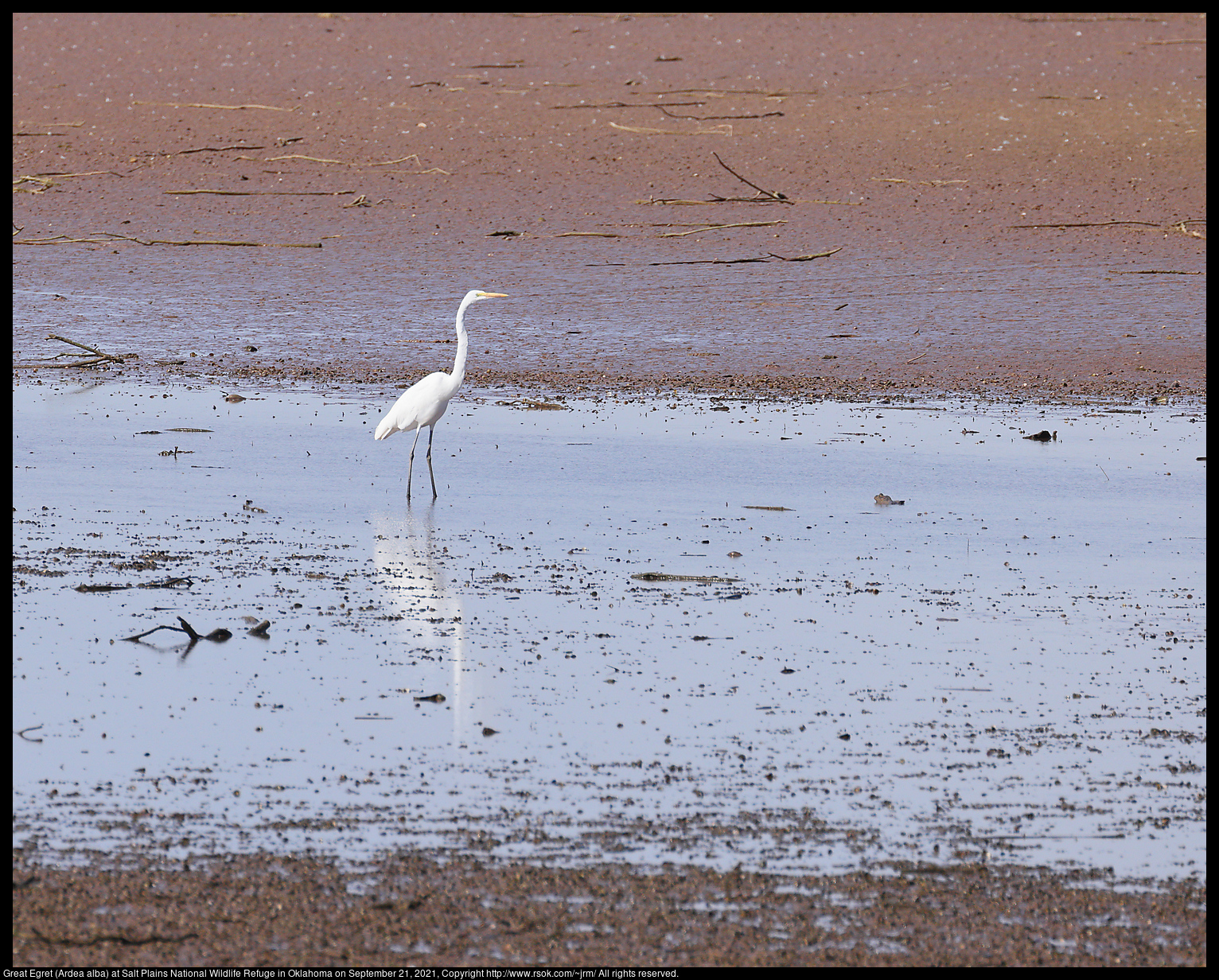 Great Egret (Ardea alba) at Salt Plains National Wildlife Refuge in Oklahoma on September 21, 2021