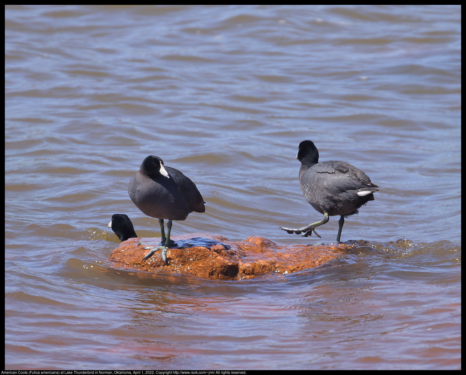 American Coots (Fulica americana) at Lake Thunderbird in Norman, Oklahoma, April 1, 2022