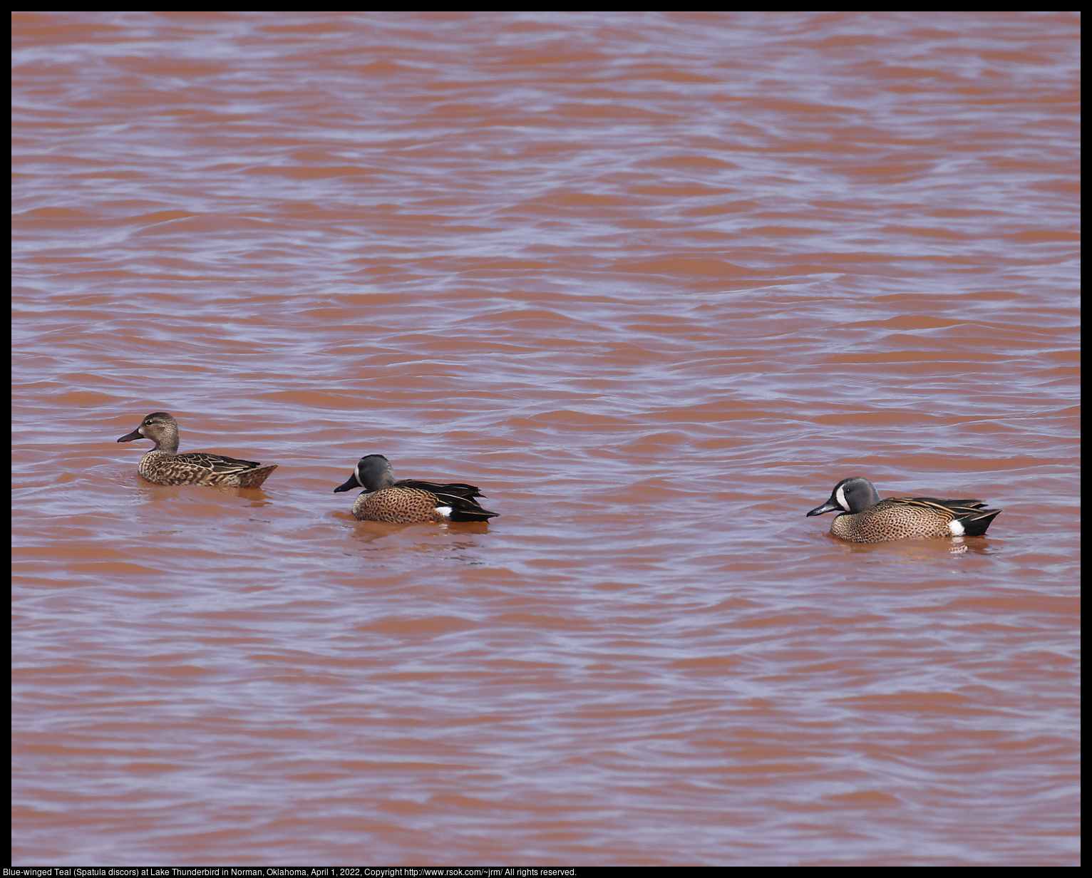 Blue-winged Teal (Spatula discors) at Lake Thunderbird in Norman, Oklahoma, April 1, 2022