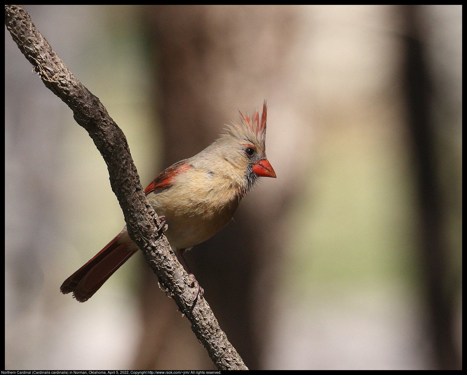 Northern Cardinal (Cardinalis cardinalis) in Norman, Oklahoma, April 5, 2022