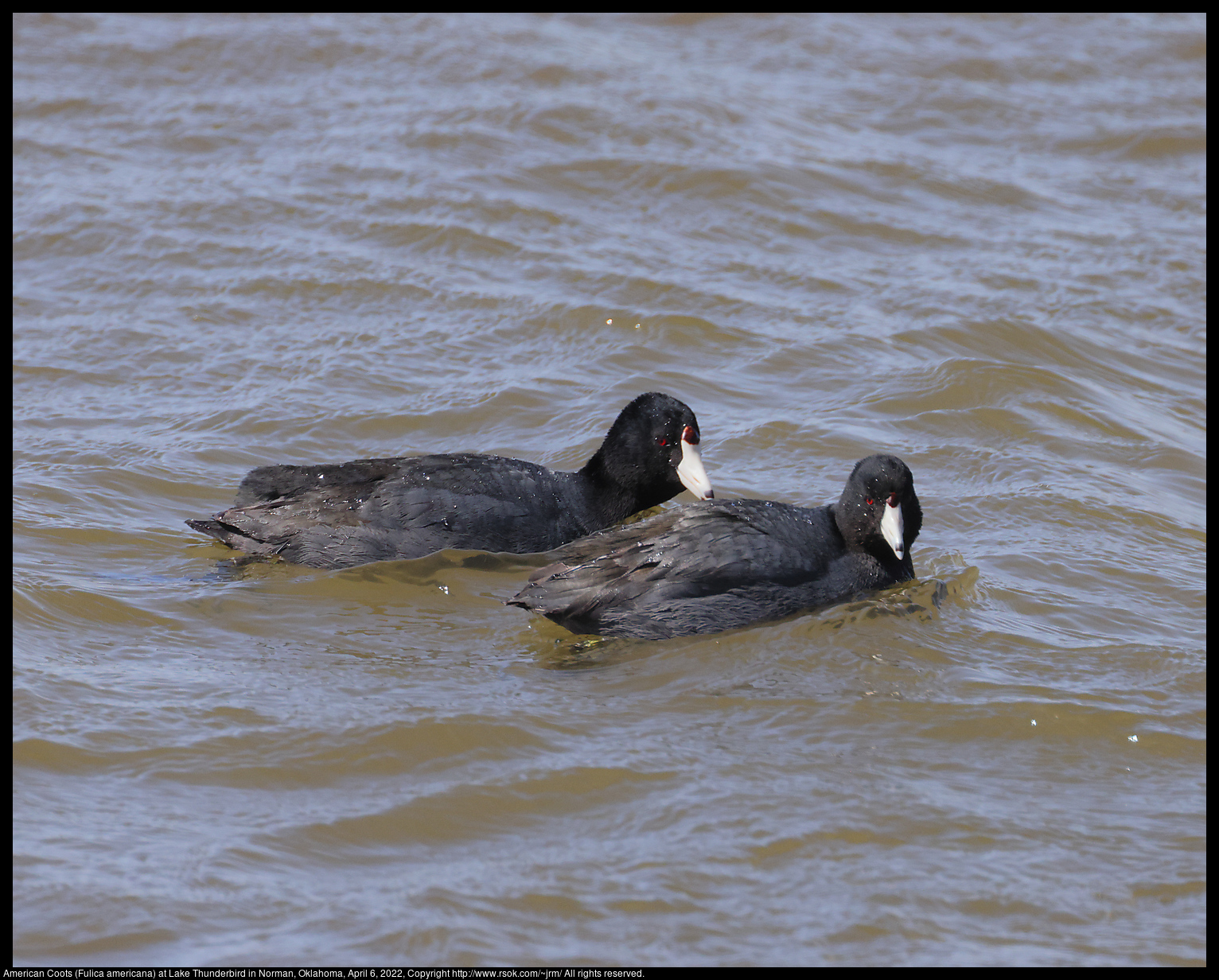 American Coots (Fulica americana) at Lake Thunderbird in Norman, Oklahoma, April 6, 2022