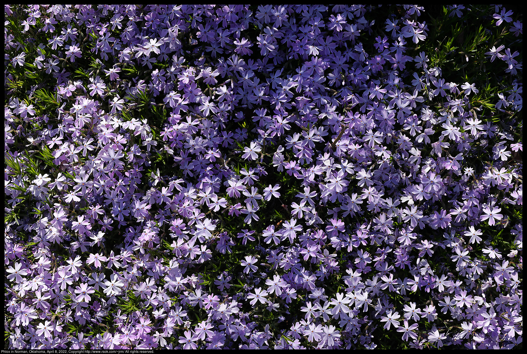 Phlox in Norman, Oklahoma, April 8, 2022