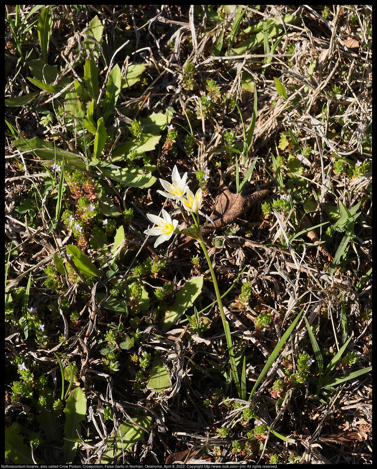 2022apr08_wildflower_IMG_7541c.jpg