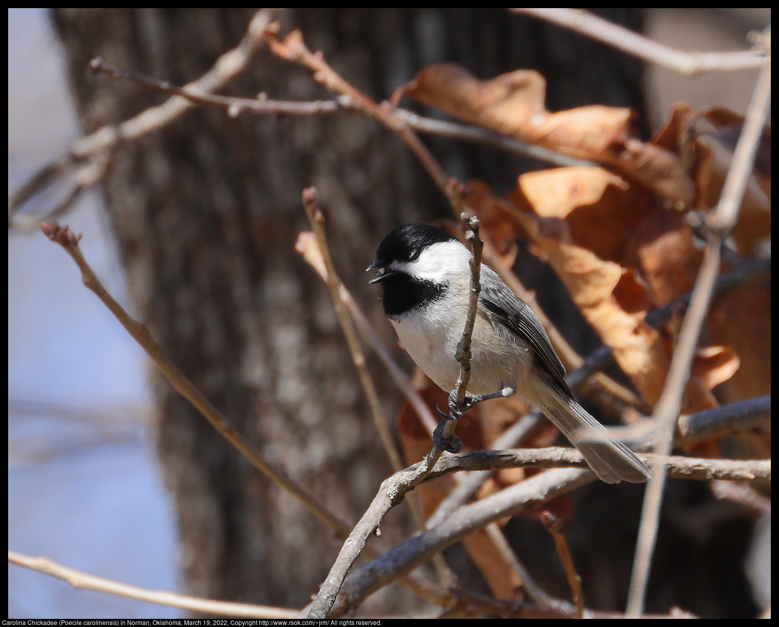 Carolina Chickadee (Poecile carolinensis) in Norman, Oklahoma, March 19, 2022