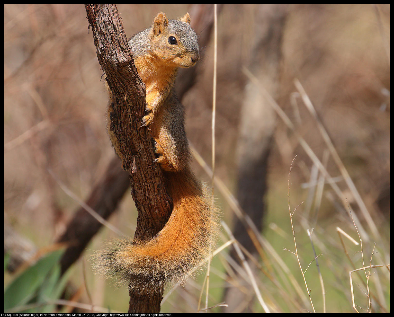 Fox Squirrel (Sciurus niger) in Norman, Oklahoma, March 25, 2022