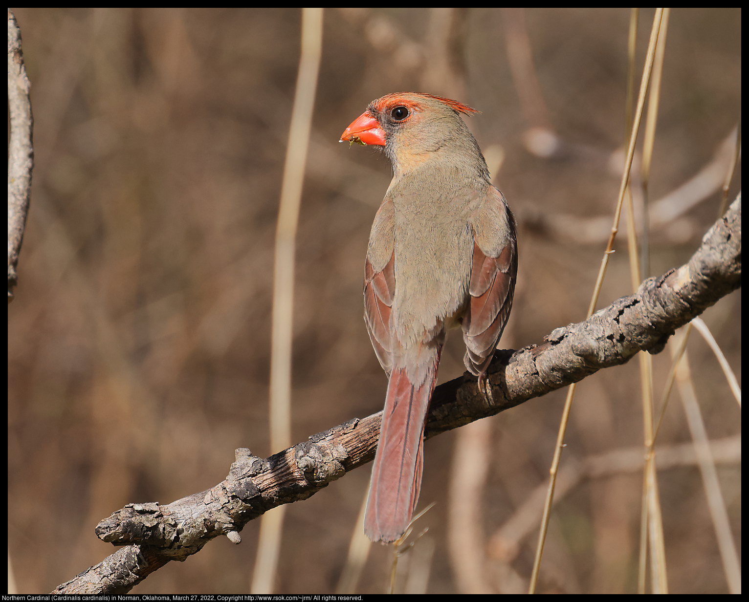 Northern Cardinal (Cardinalis cardinalis) in Norman, Oklahoma, March 27, 2022