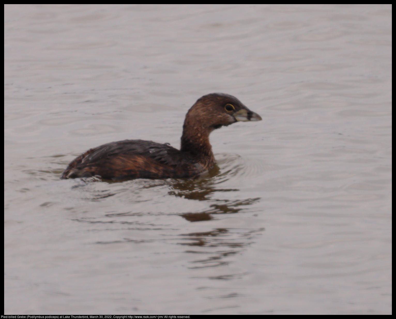 Pied-billed Grebe (Podilymbus podiceps) at Lake Thunderbird, March 30, 2022