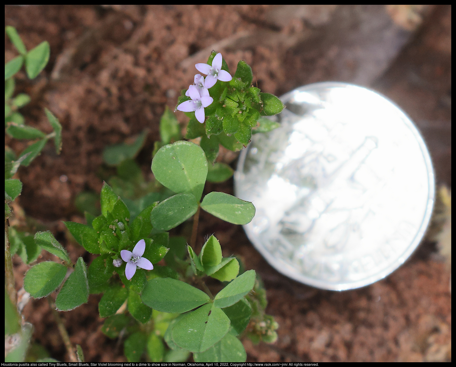 Houstonia pusilla also called Tiny Bluets, Small Bluets, Star Violet blooming next to a dime to show size in Norman, Oklahoma, April 10, 2022