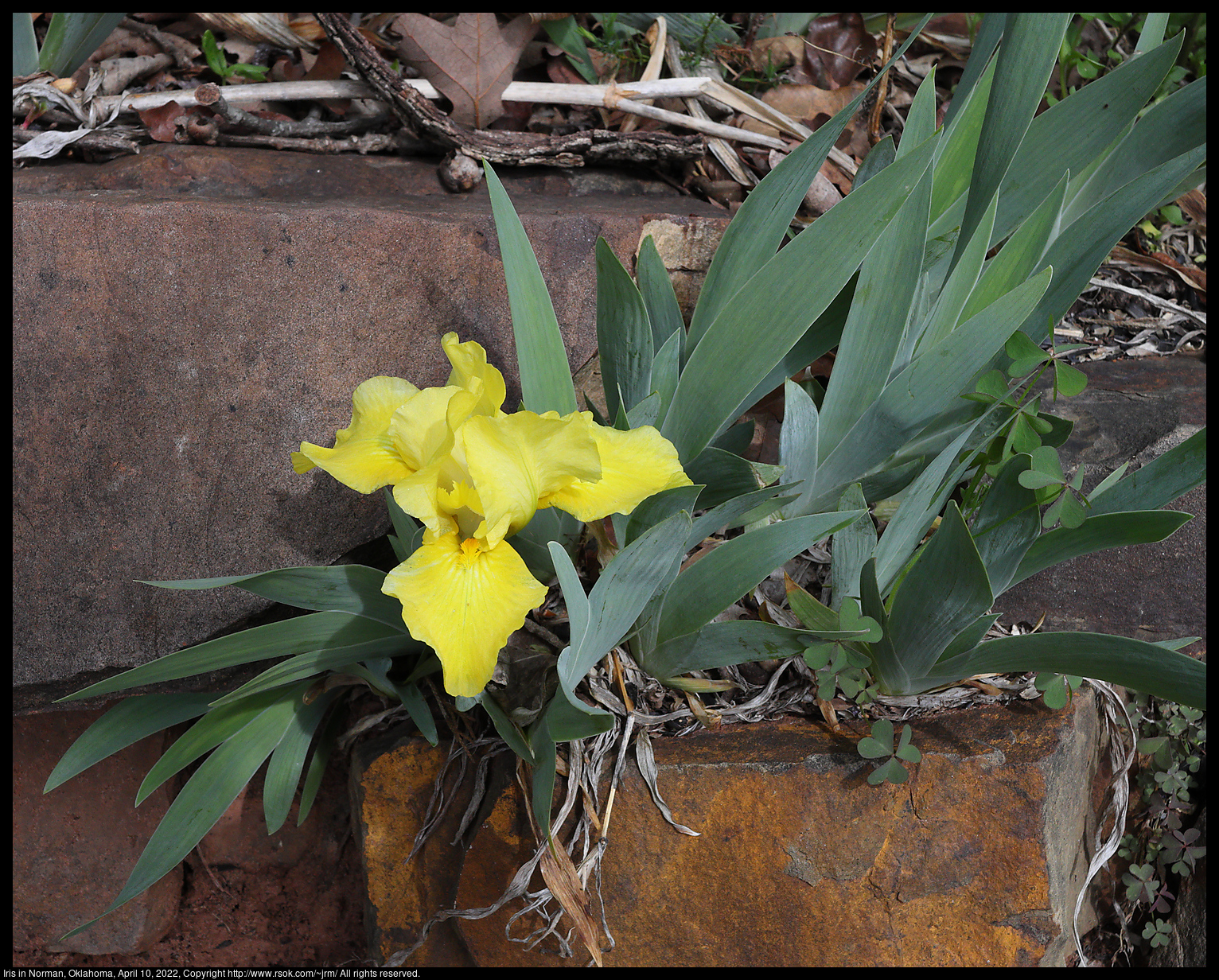 Iris in Norman, Oklahoma, April 10, 2022