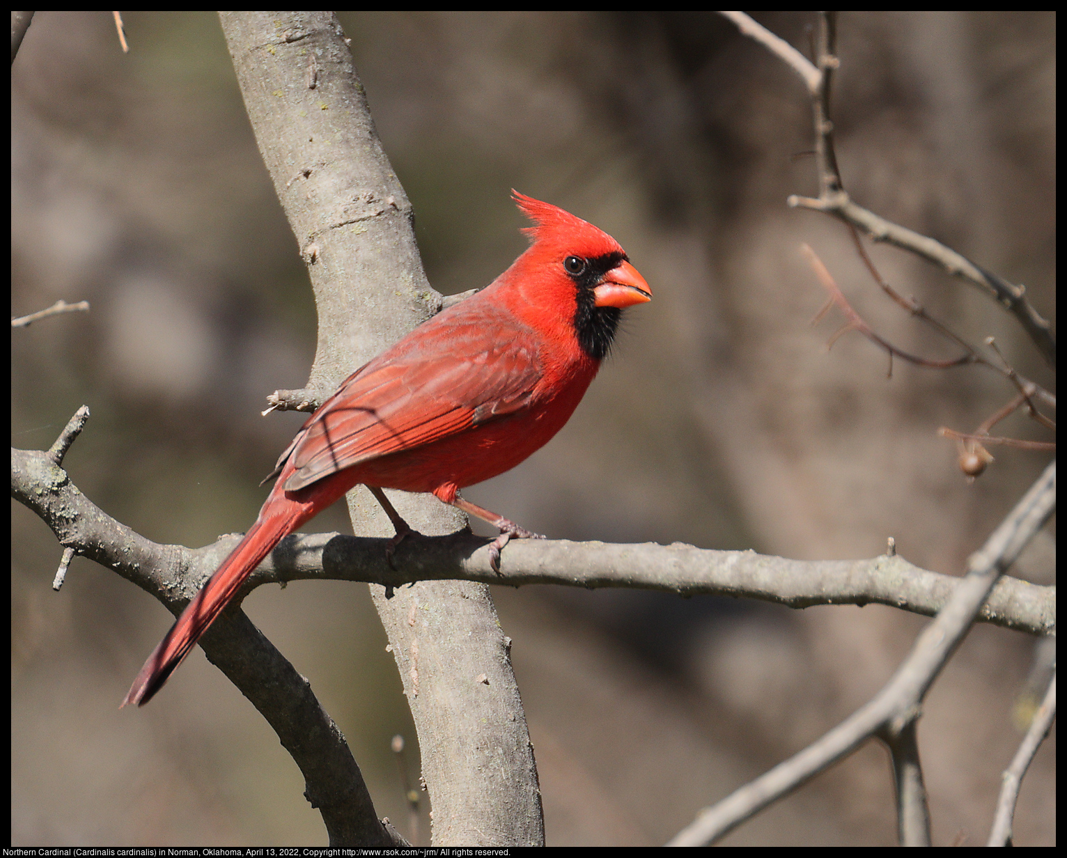 Northern Cardinal (Cardinalis cardinalis) in Norman, Oklahoma, April 13, 2022