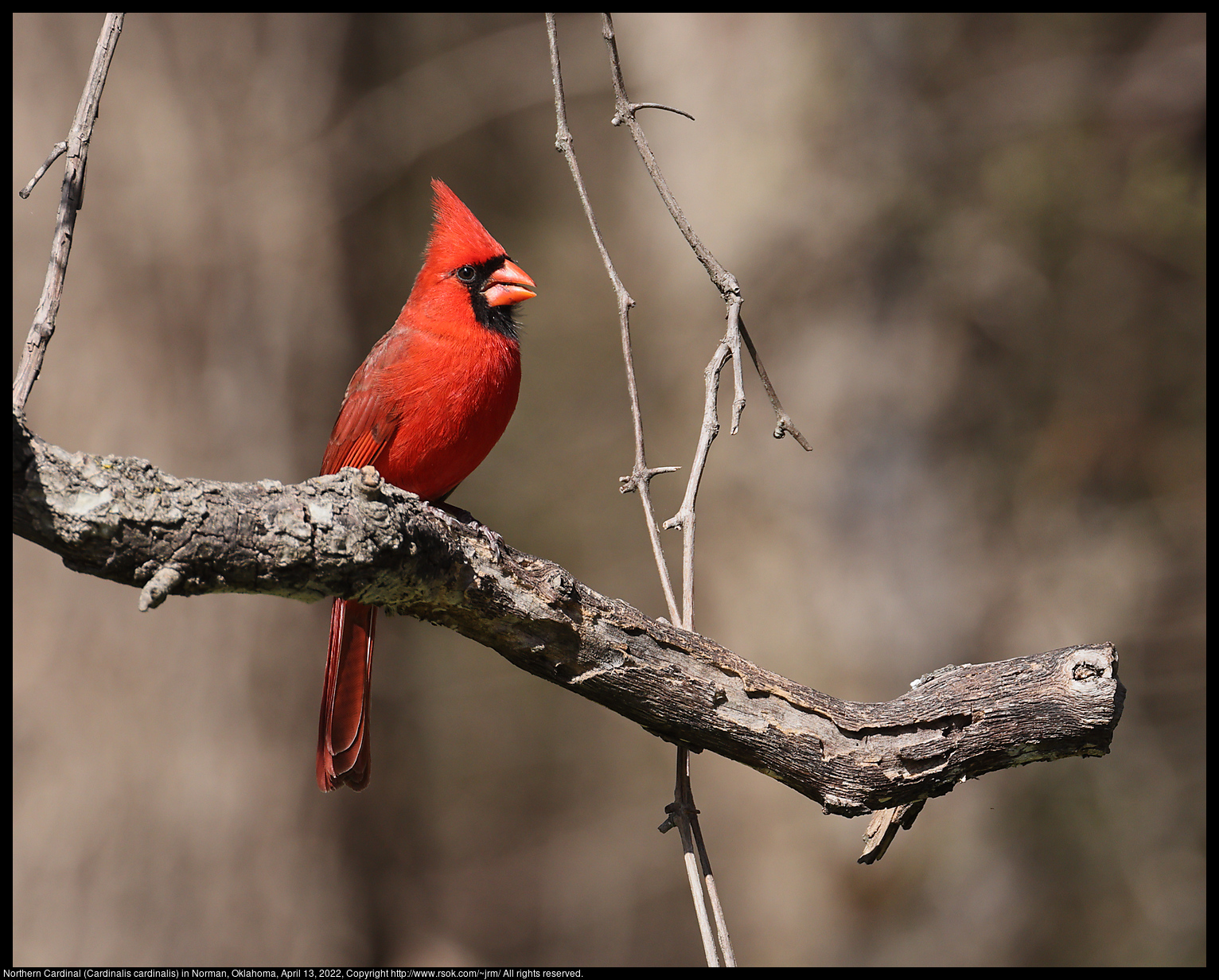 Northern Cardinal (Cardinalis cardinalis) in Norman, Oklahoma, April 13, 2022