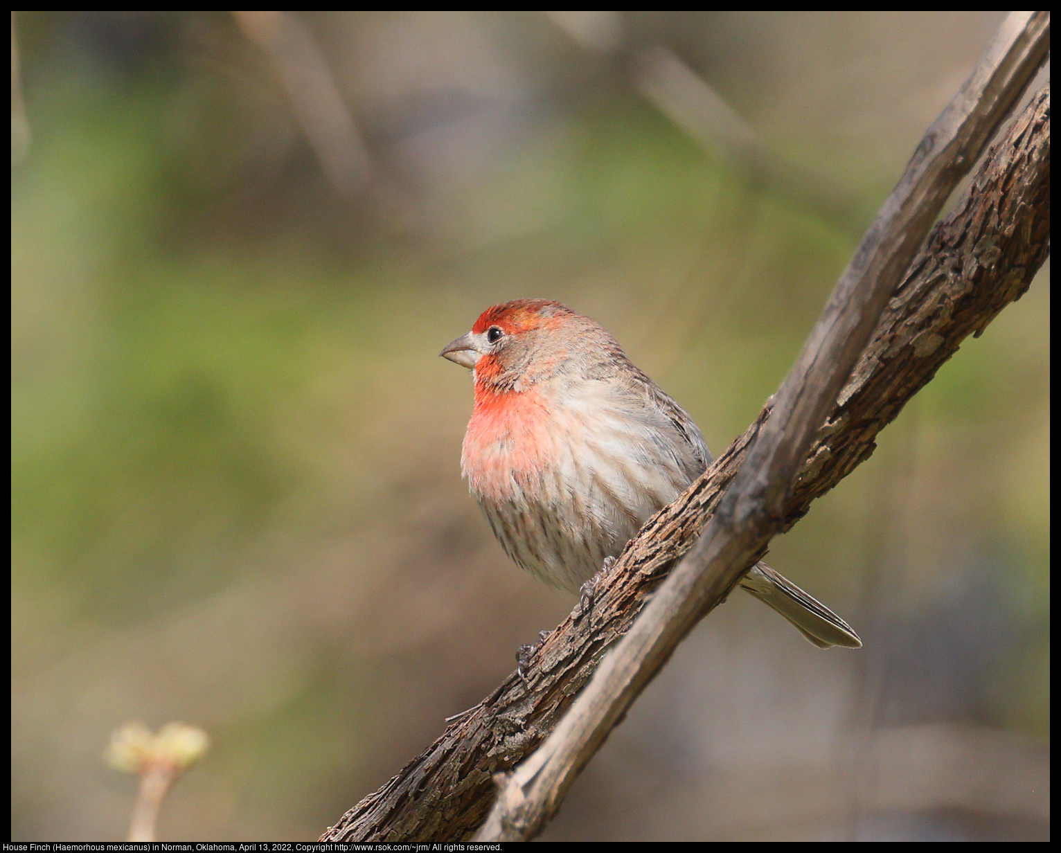 House Finch (Haemorhous mexicanus) in Norman, Oklahoma, April 13, 2022