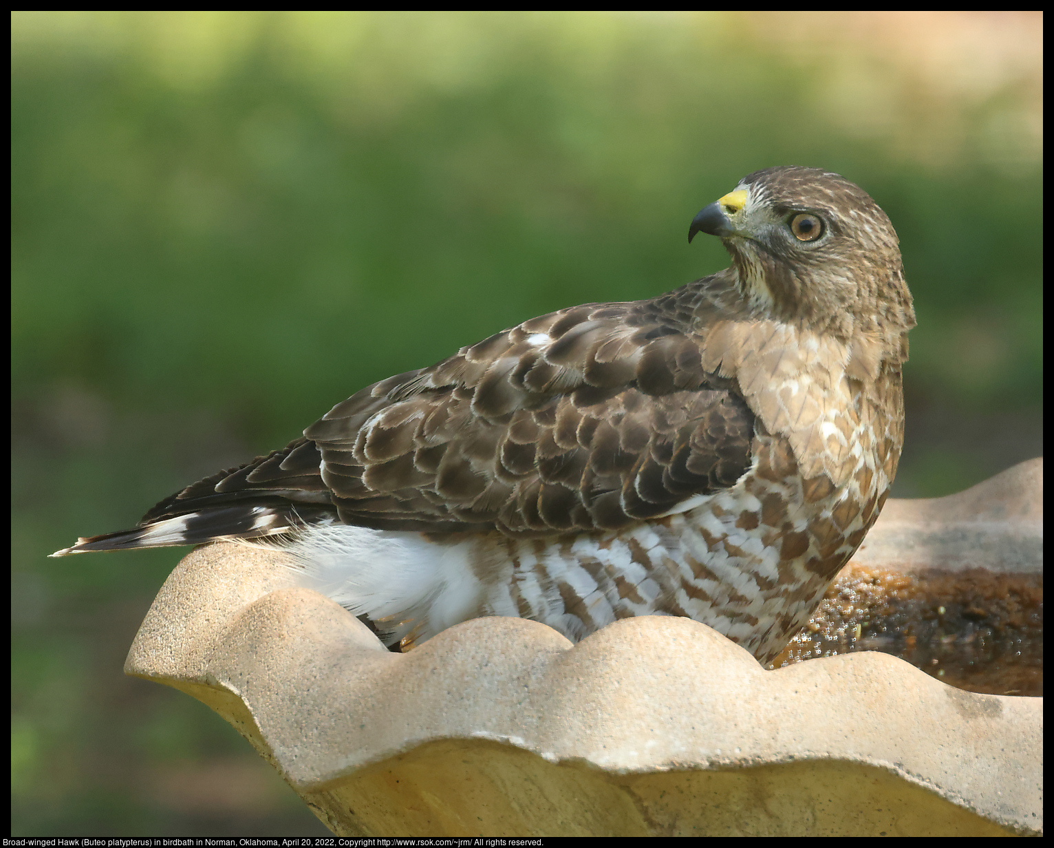 Broad-winged Hawk (Buteo platypterus) in birdbath in Norman, Oklahoma, April 20, 2022