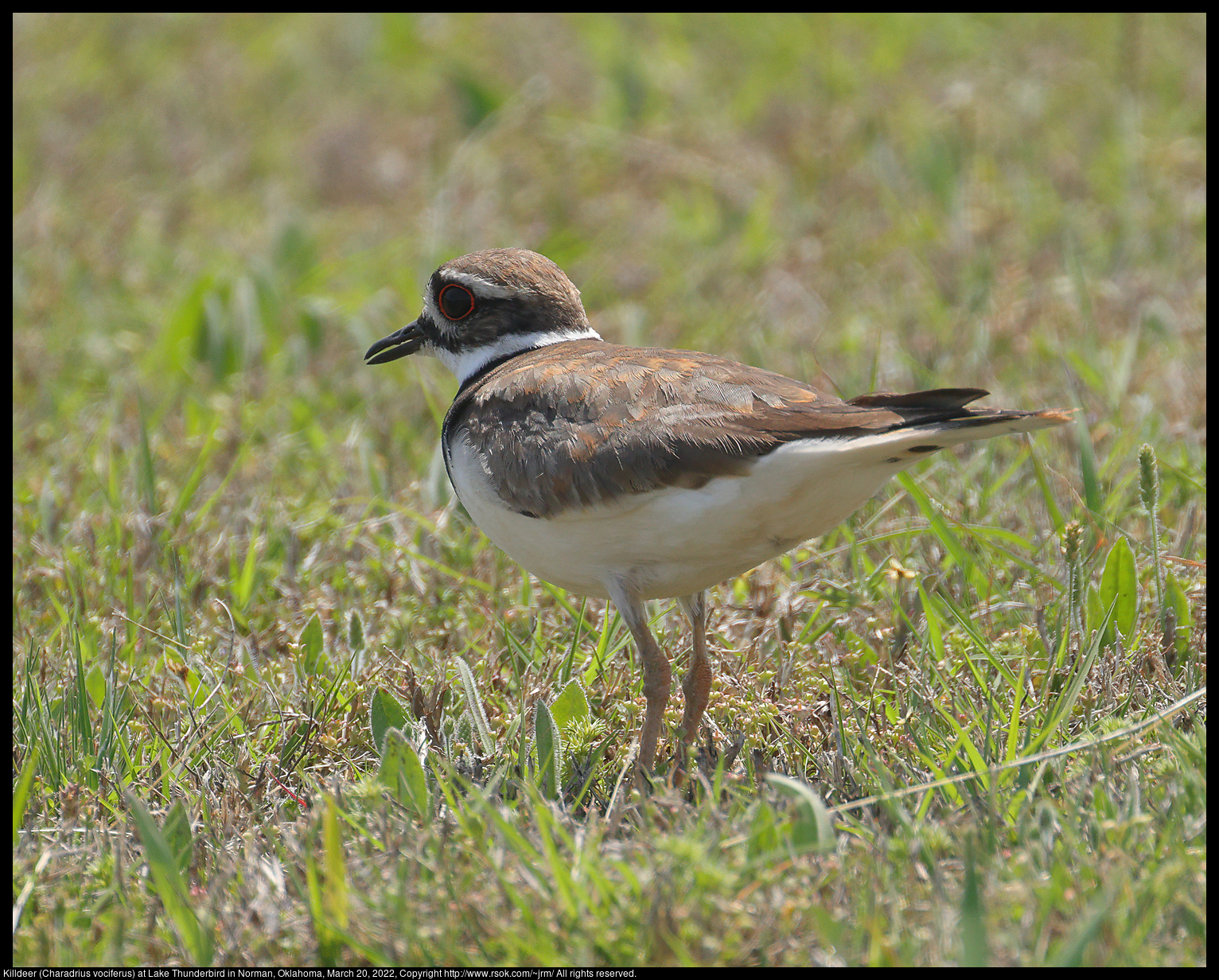 Killdeer (Charadrius vociferus) at Lake Thunderbird in Norman, Oklahoma, March 20, 2022