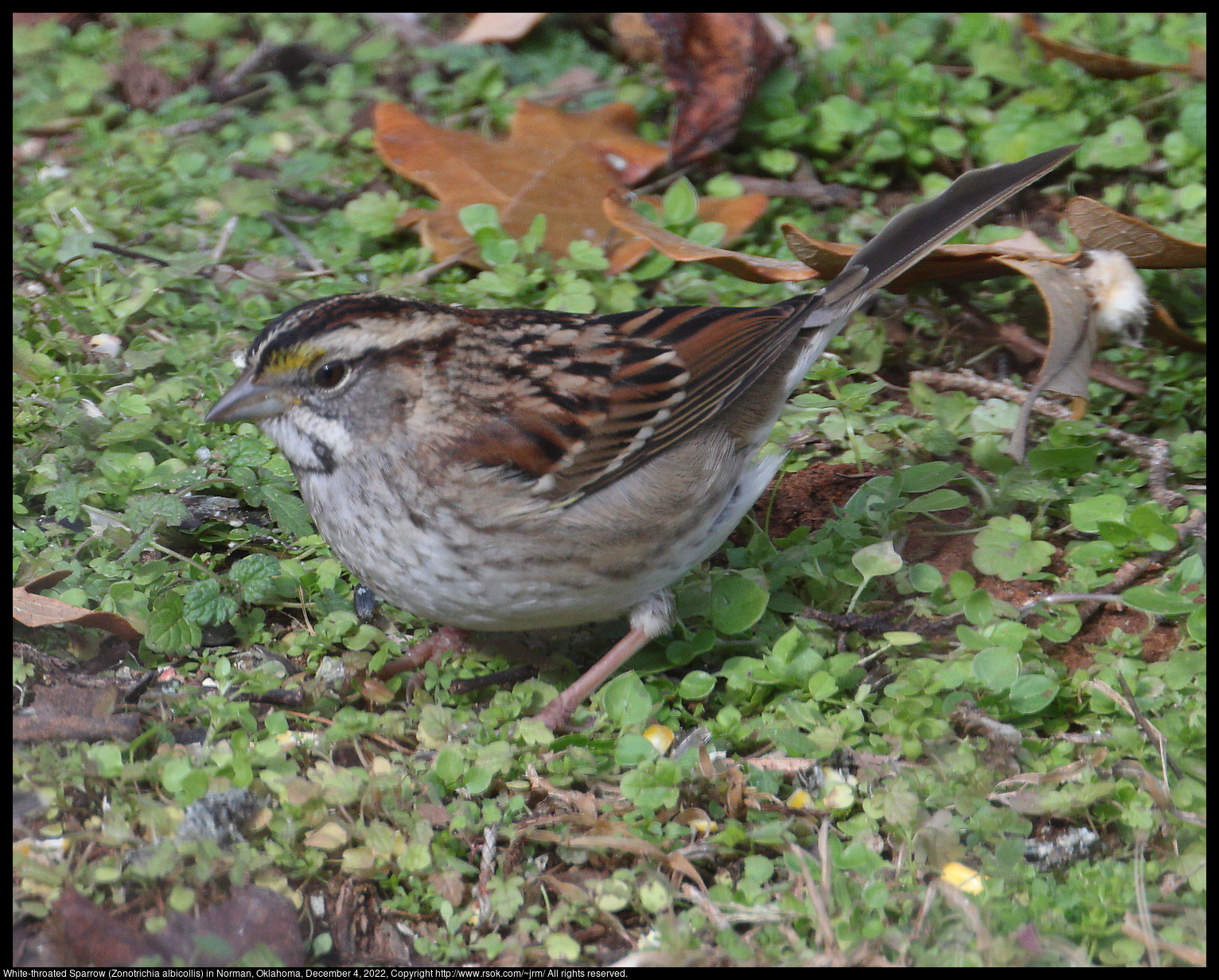 White-throated Sparrow (Zonotrichia albicollis) in Norman, Oklahoma, December 4, 2022