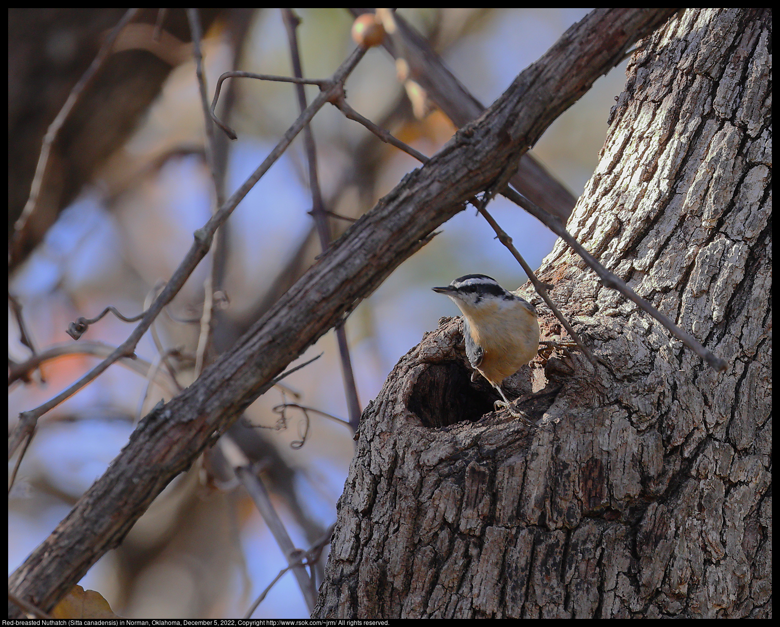 Red-breasted Nuthatch (Sitta canadensis) in Norman, Oklahoma, December 5, 2022