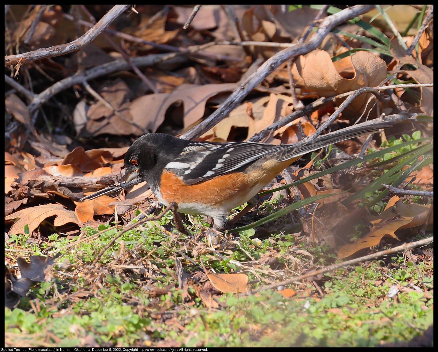 Spotted Towhee (Pipilo maculatus)) in Norman, Oklahoma, December 5, 2022