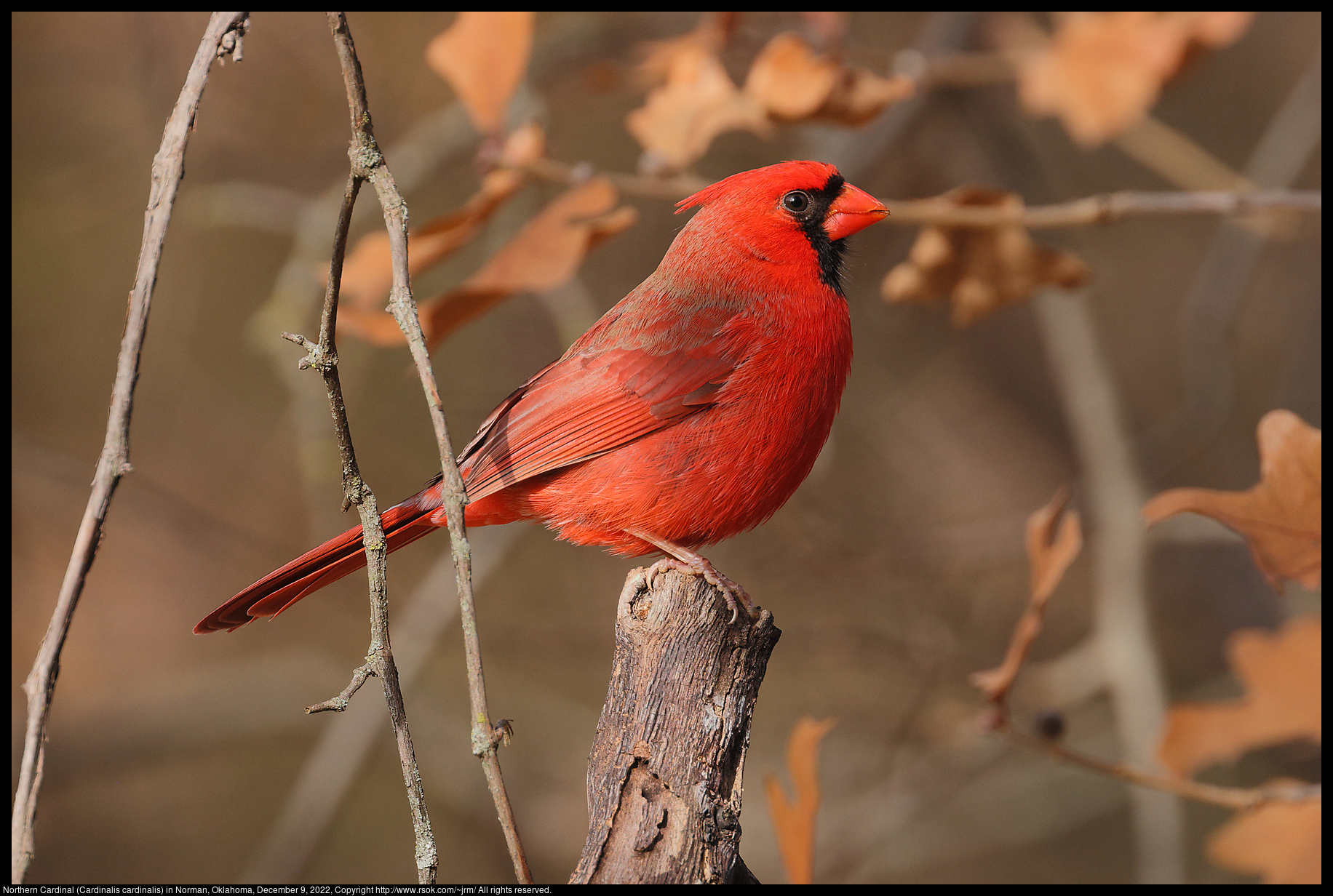 Northern Cardinal (Cardinalis cardinalis) in Norman, Oklahoma, December 9, 2022