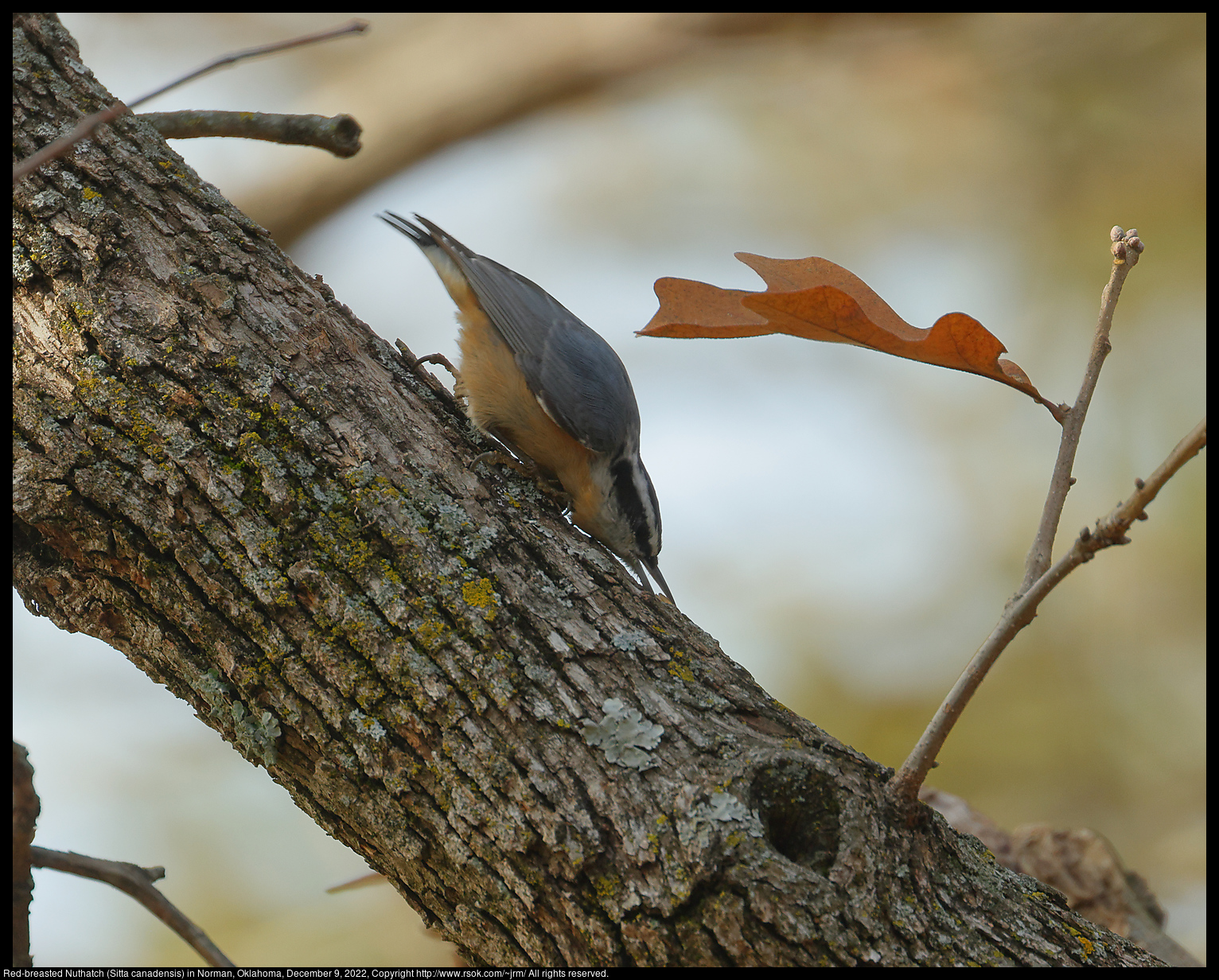 Red-breasted Nuthatch (Sitta canadensis) in Norman, Oklahoma, December 9, 2022