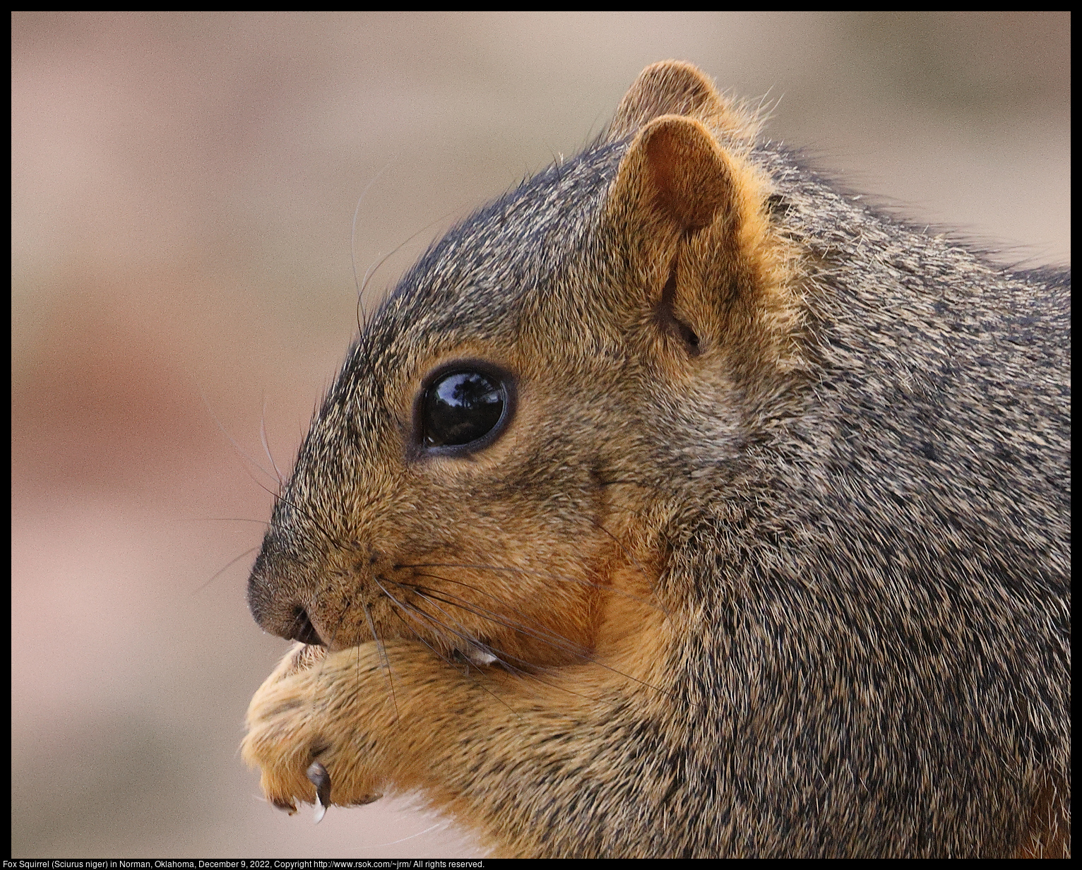 Fox Squirrel (Sciurus niger) in Norman, Oklahoma, December 9, 2022