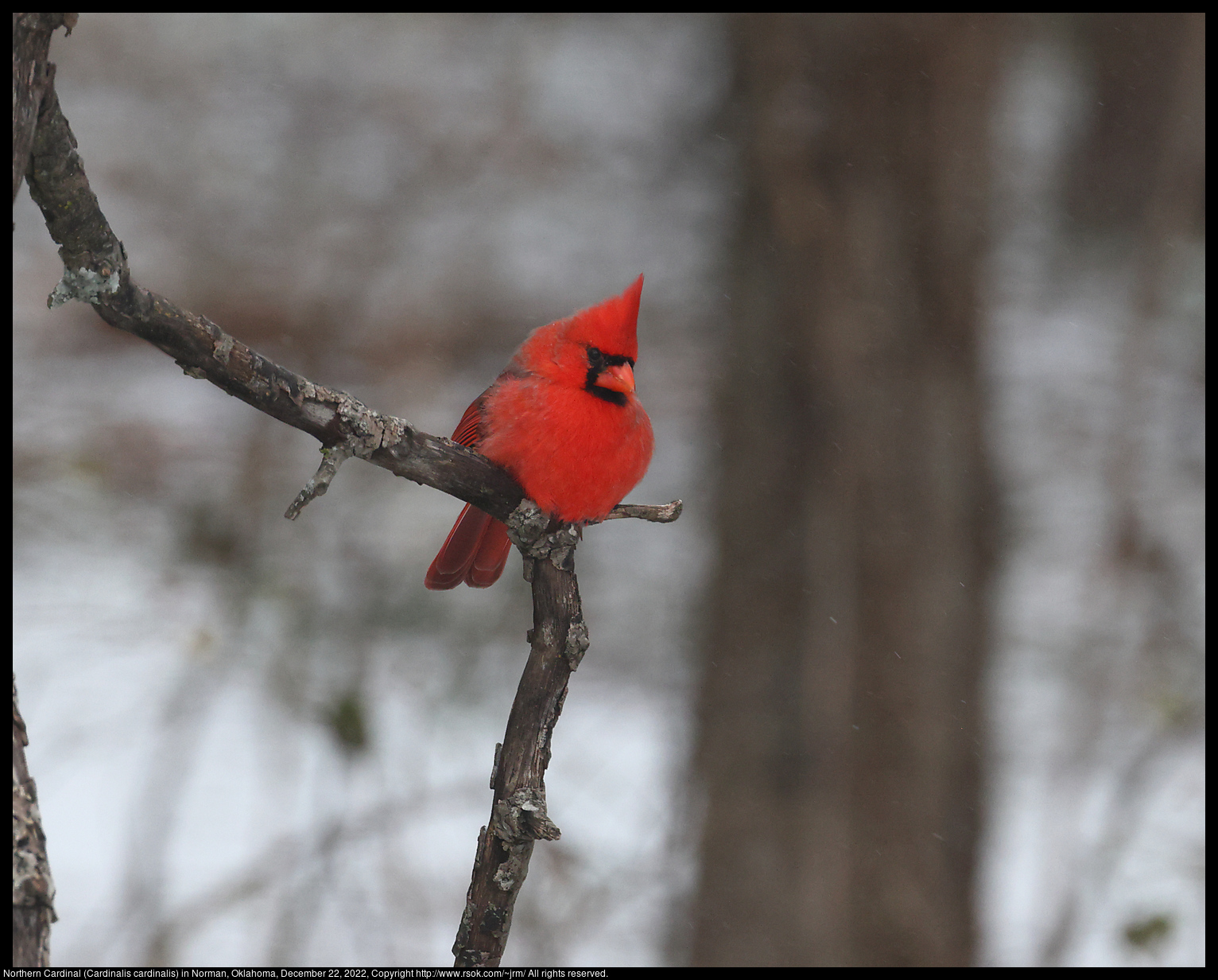 Northern Cardinal (Cardinalis cardinalis) in Norman, Oklahoma, December 22, 2022