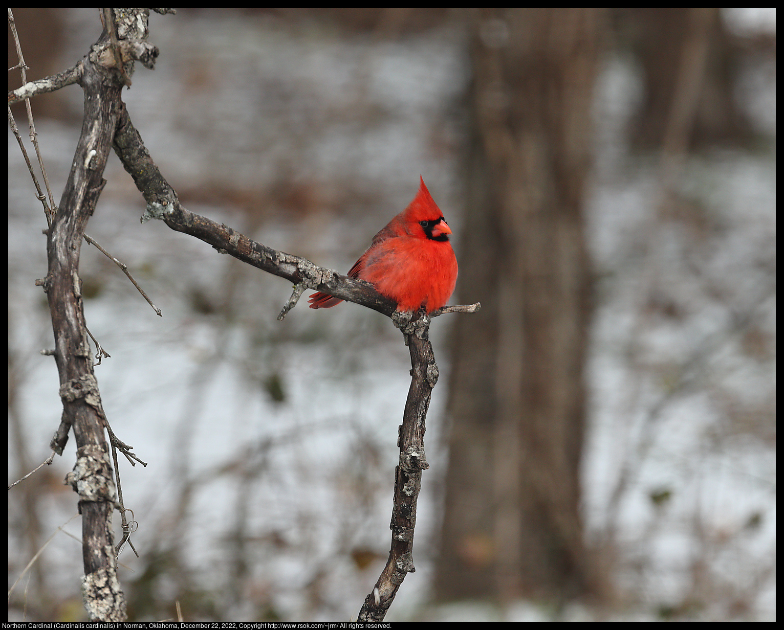 Northern Cardinal (Cardinalis cardinalis) in Norman, Oklahoma, December 22, 2022