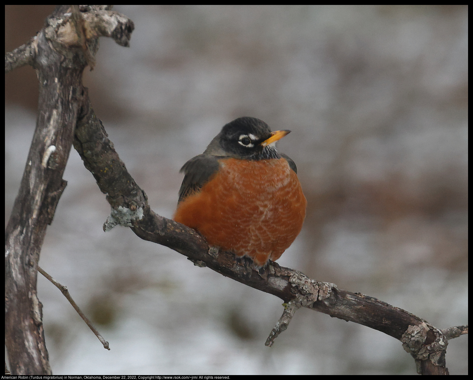 American Robin (Turdus migratorius) in Norman, Oklahoma, December 22, 2022
