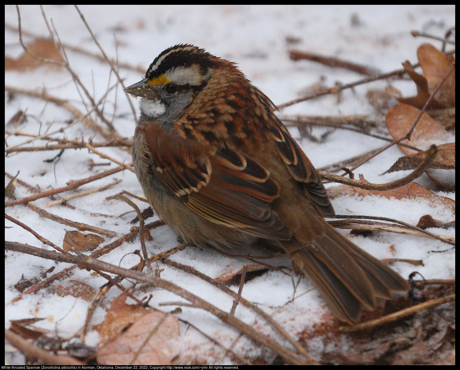 White-throated Sparrow (Zonotrichia albicollis) in Norman, Oklahoma, December 22, 2022