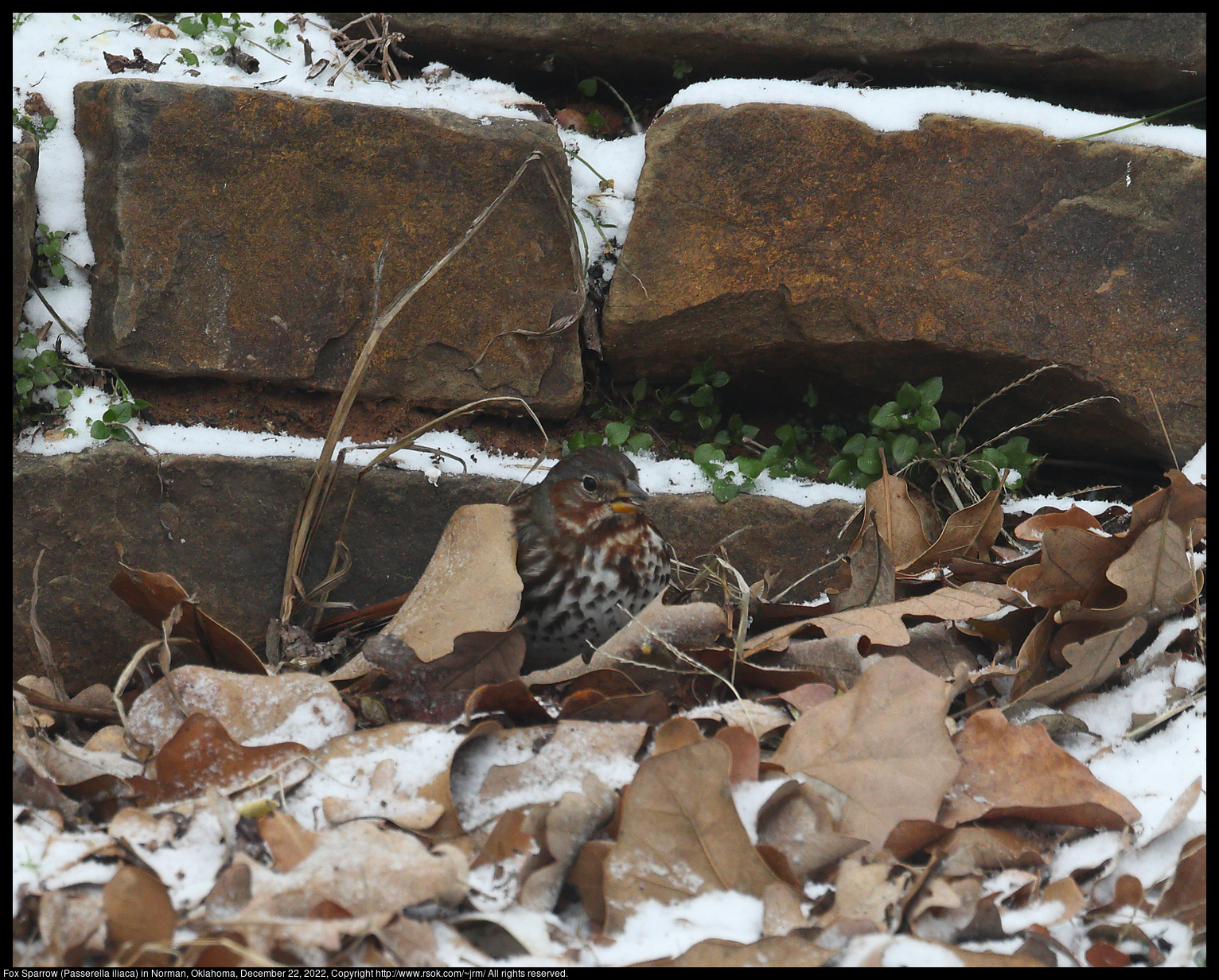 Fox Sparrow (Passerella iliaca) in Norman, Oklahoma, December 22, 2022