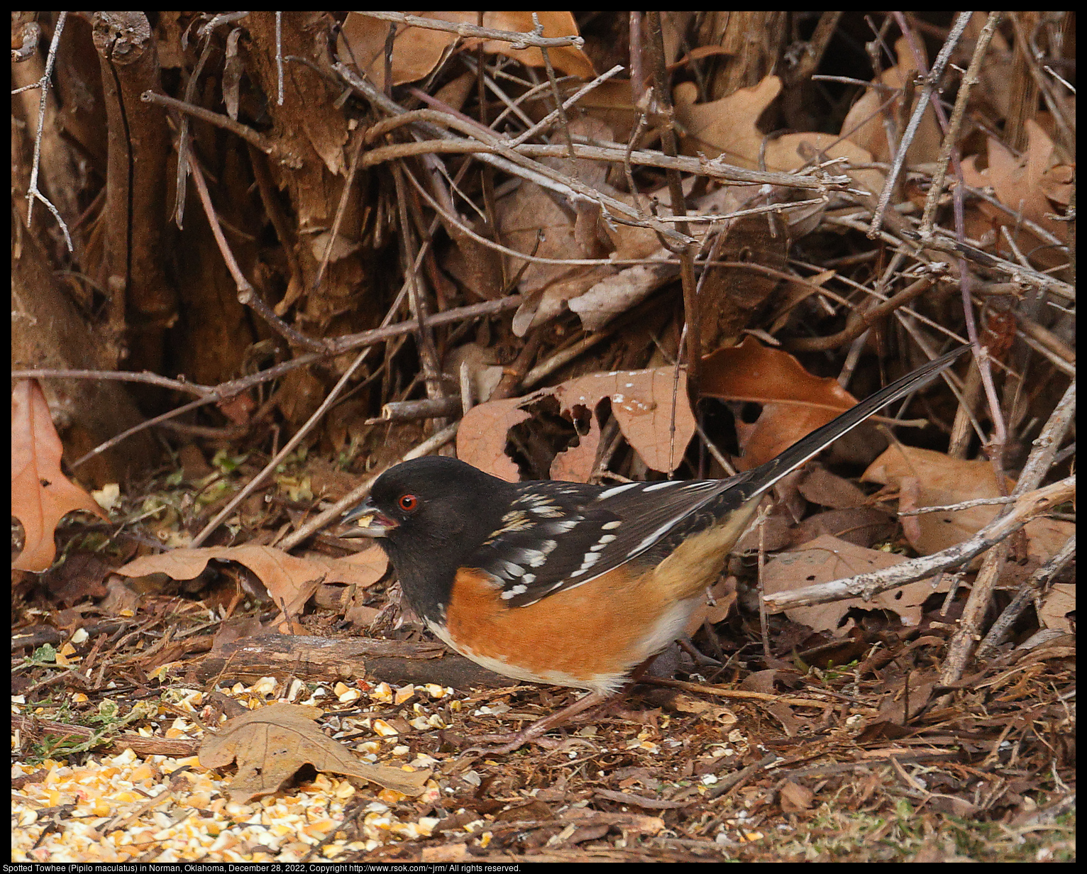 Spotted Towhee (Pipilo maculatus) in Norman, Oklahoma, December 28, 2022