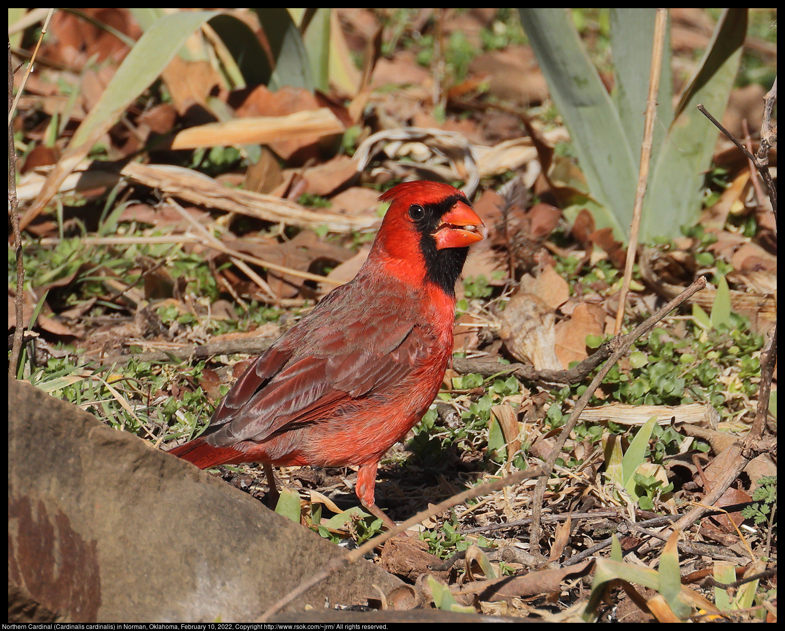 Northern Cardinal (Cardinalis cardinalis) in Norman, Oklahoma, February 10, 2022