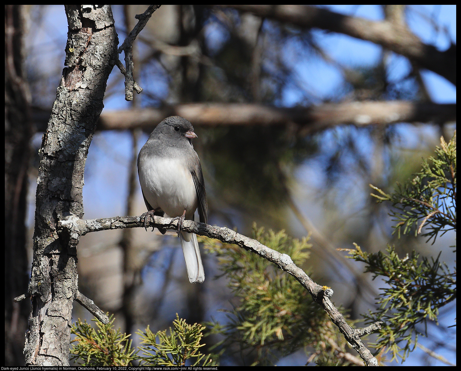 Dark-eyed Junco (Junco hyemalis) in Norman, Oklahoma, February 10, 2022