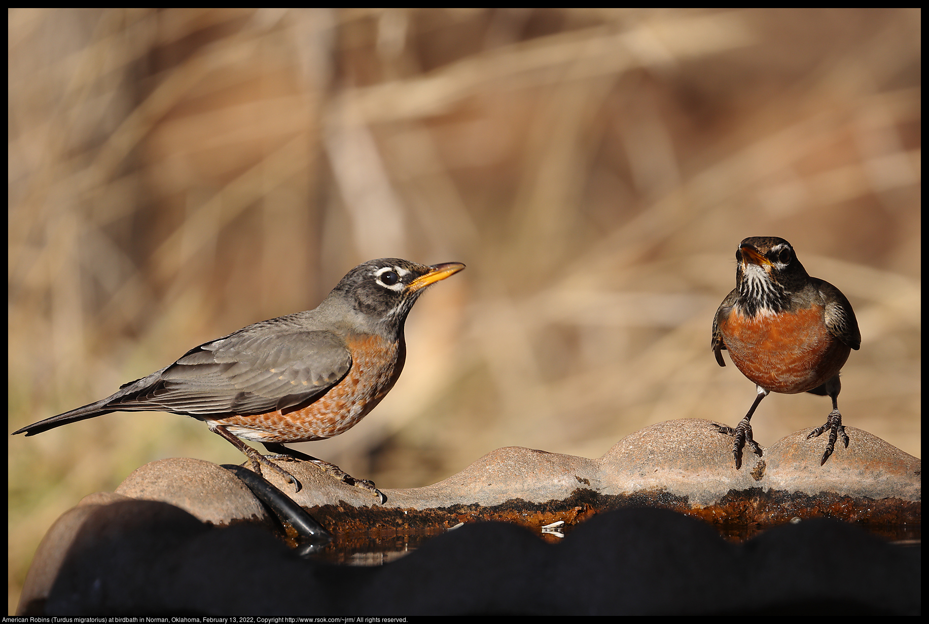 American Robins (Turdus migratorius) at birdbath in Norman, Oklahoma, February 13, 2022