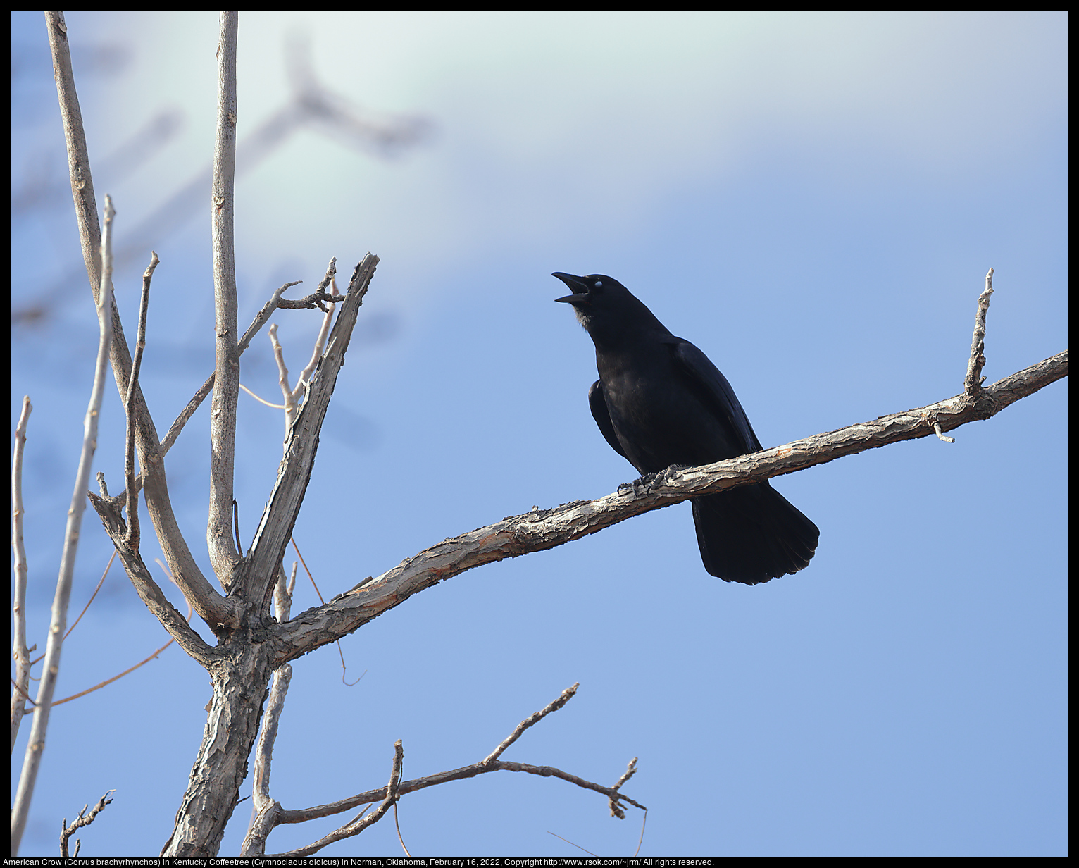 American Crow (Corvus brachyrhynchos) in Kentucky Coffeetree (Gymnocladus dioicus) in Norman, Oklahoma, February 16, 2022