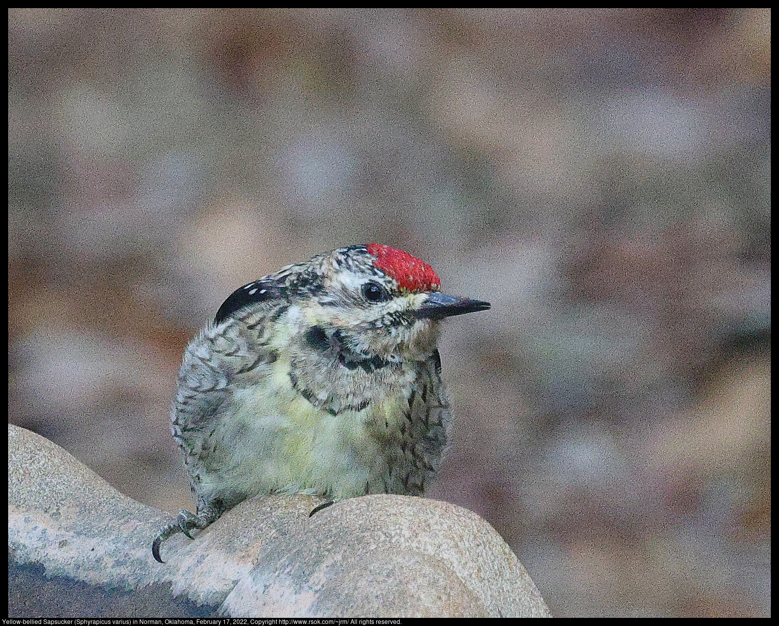 Yellow-bellied Sapsucker (Sphyrapicus varius) in Norman, Oklahoma, February 17, 2022