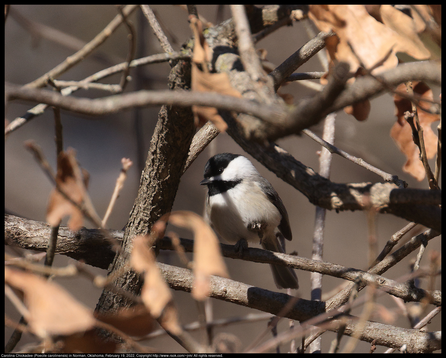 Carolina Chickadee (Poecile carolinensis) in Norman, Oklahoma, February 19, 2022