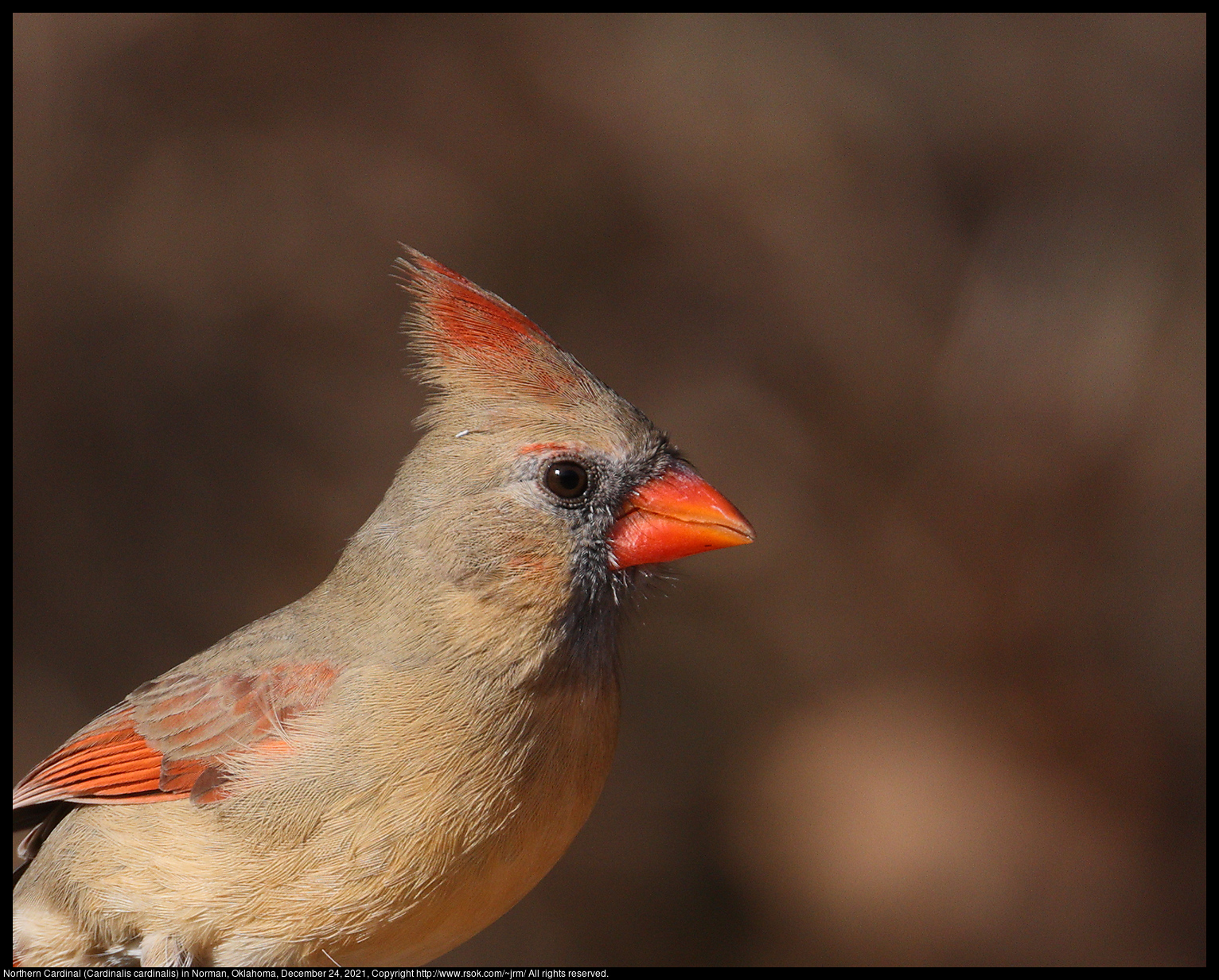 Northern Cardinal (Cardinalis cardinalis) in Norman, Oklahoma, December 24, 2021