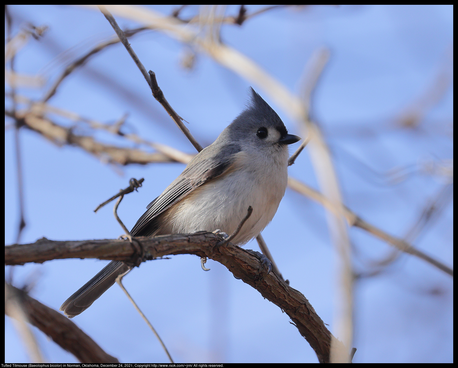 Tufted Titmouse (Baeolophus bicolor) in Norman, Oklahoma, December 24, 2021